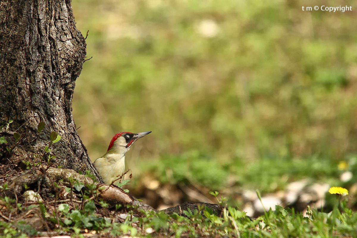 Il bello addormentato