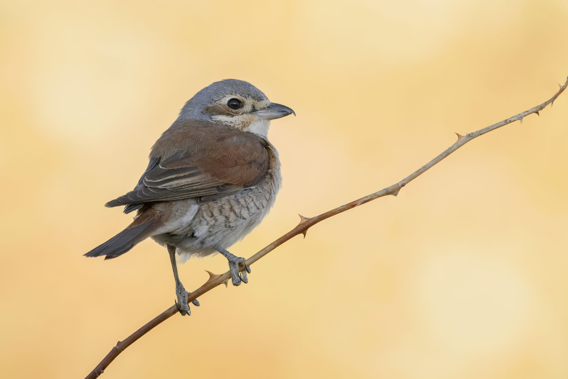 Red-backed shrike
