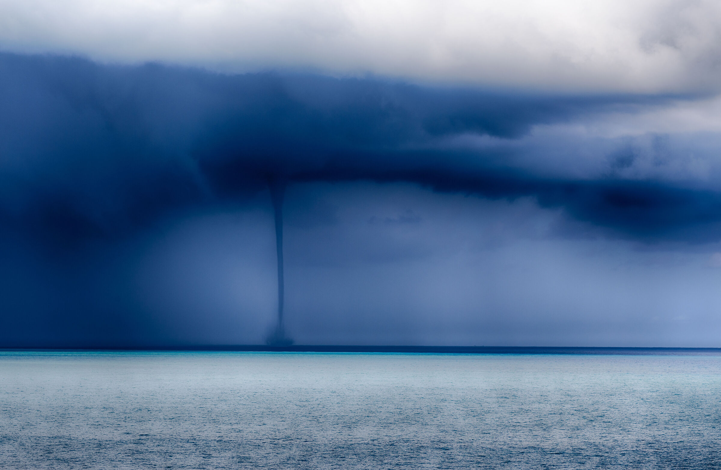 Sea trumpet in Albenga
