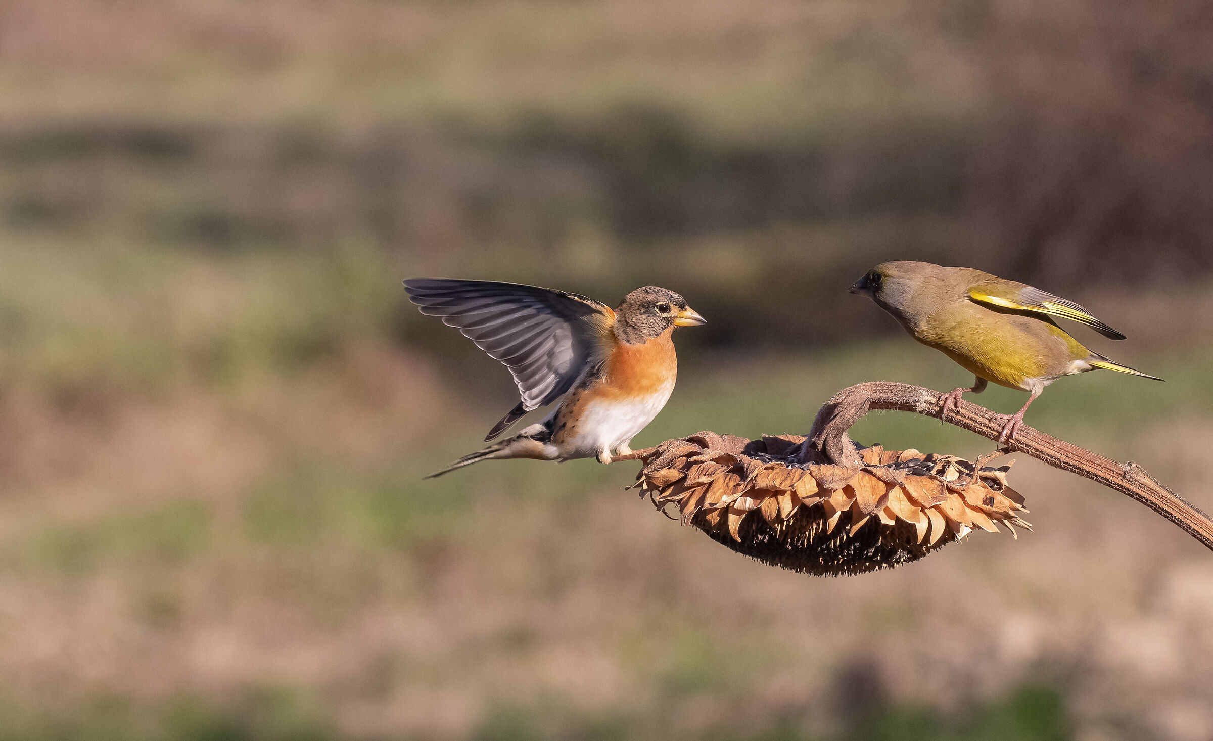 peppola vs greenfinch