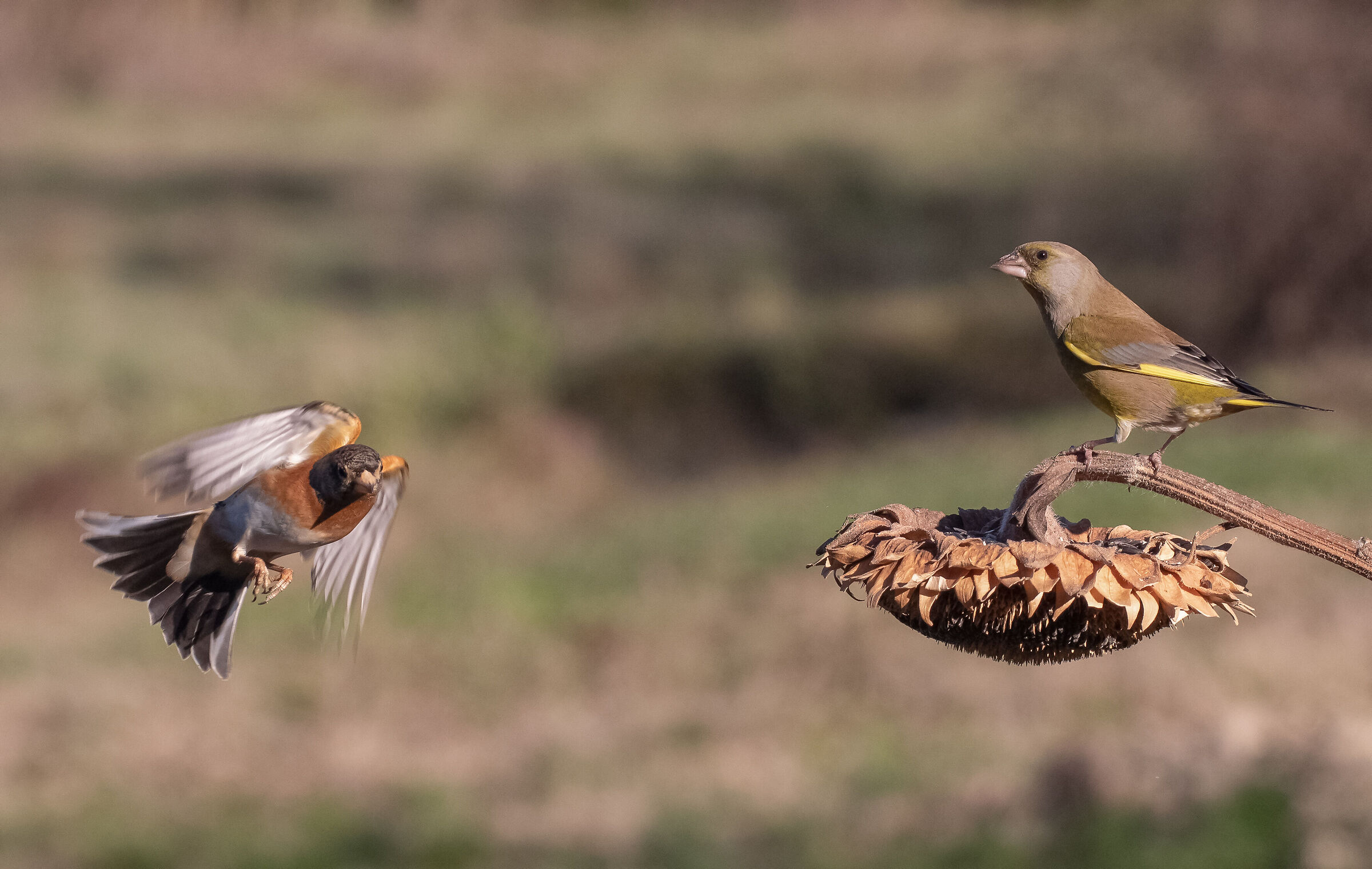 peppola vs greenfinch