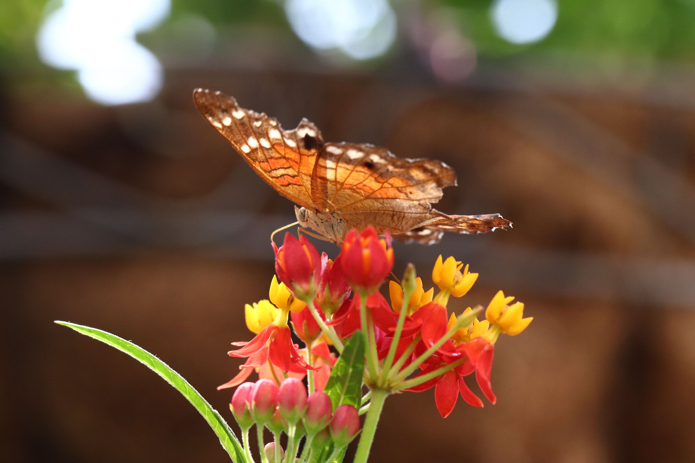 Vienna - Casa delle farfalle - 1