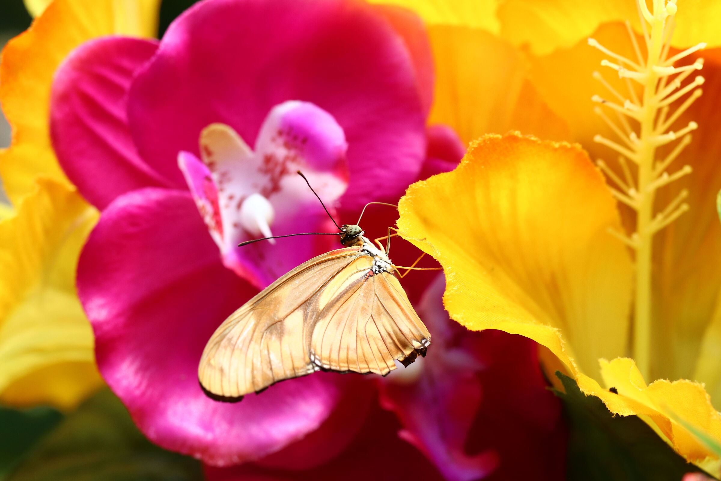 Vienna - Casa delle farfalle - 2