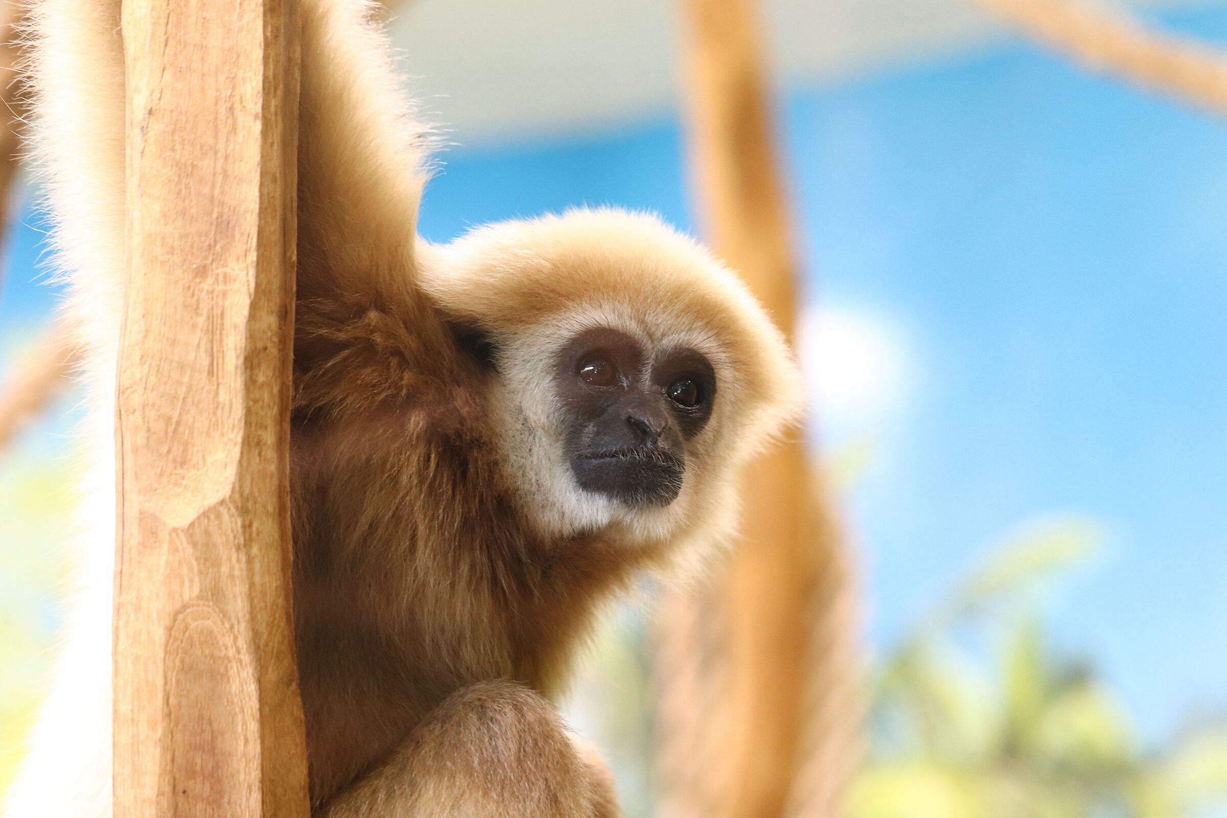 Zoo di Salisburgo - 1