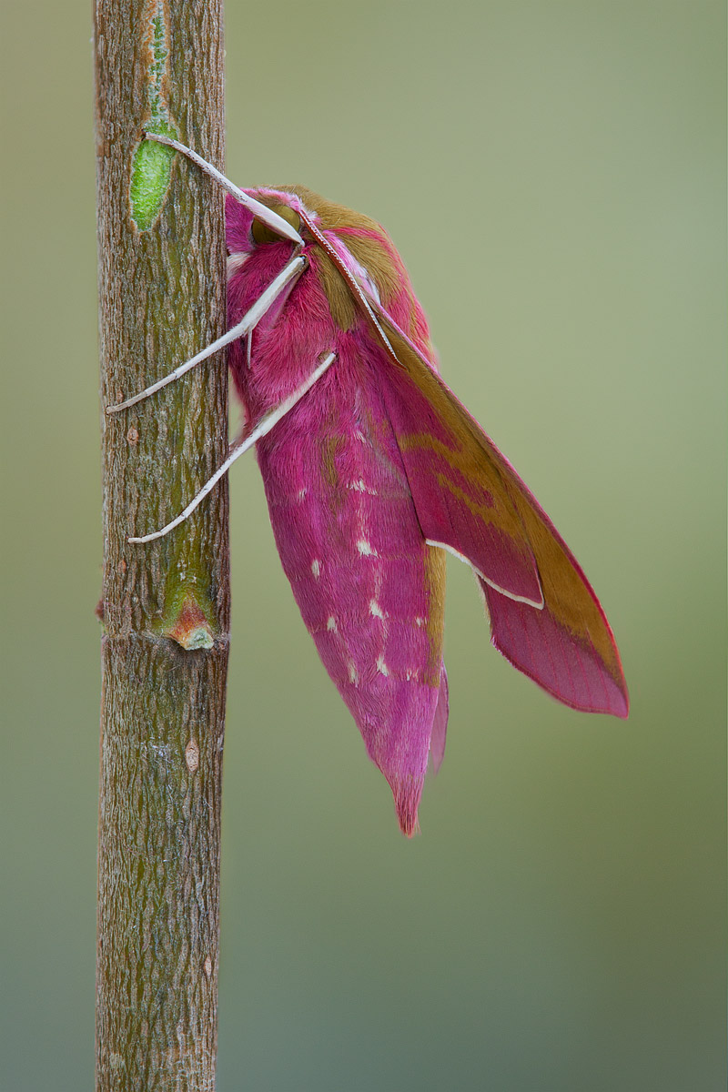 Deilephila Elpenor (Elephant Hawk-Moth)