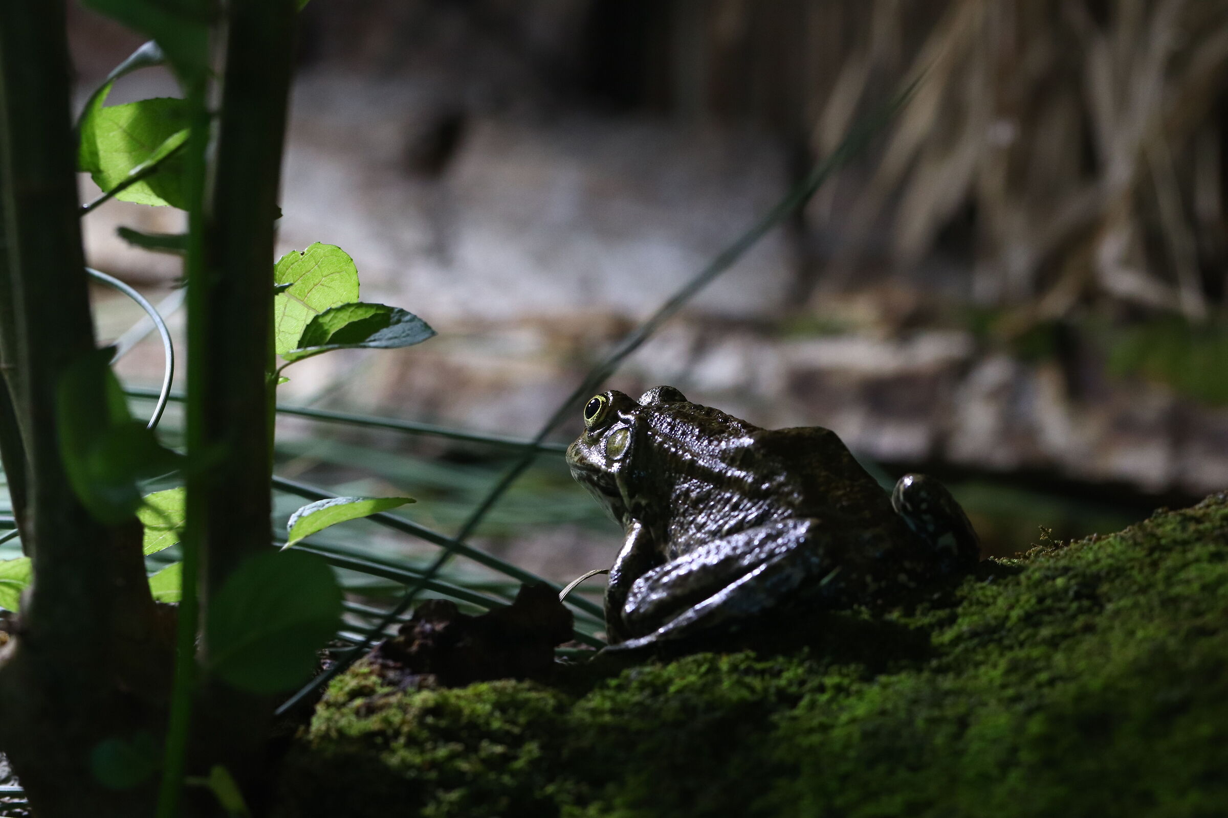 Zoo di Innsbruck - 1