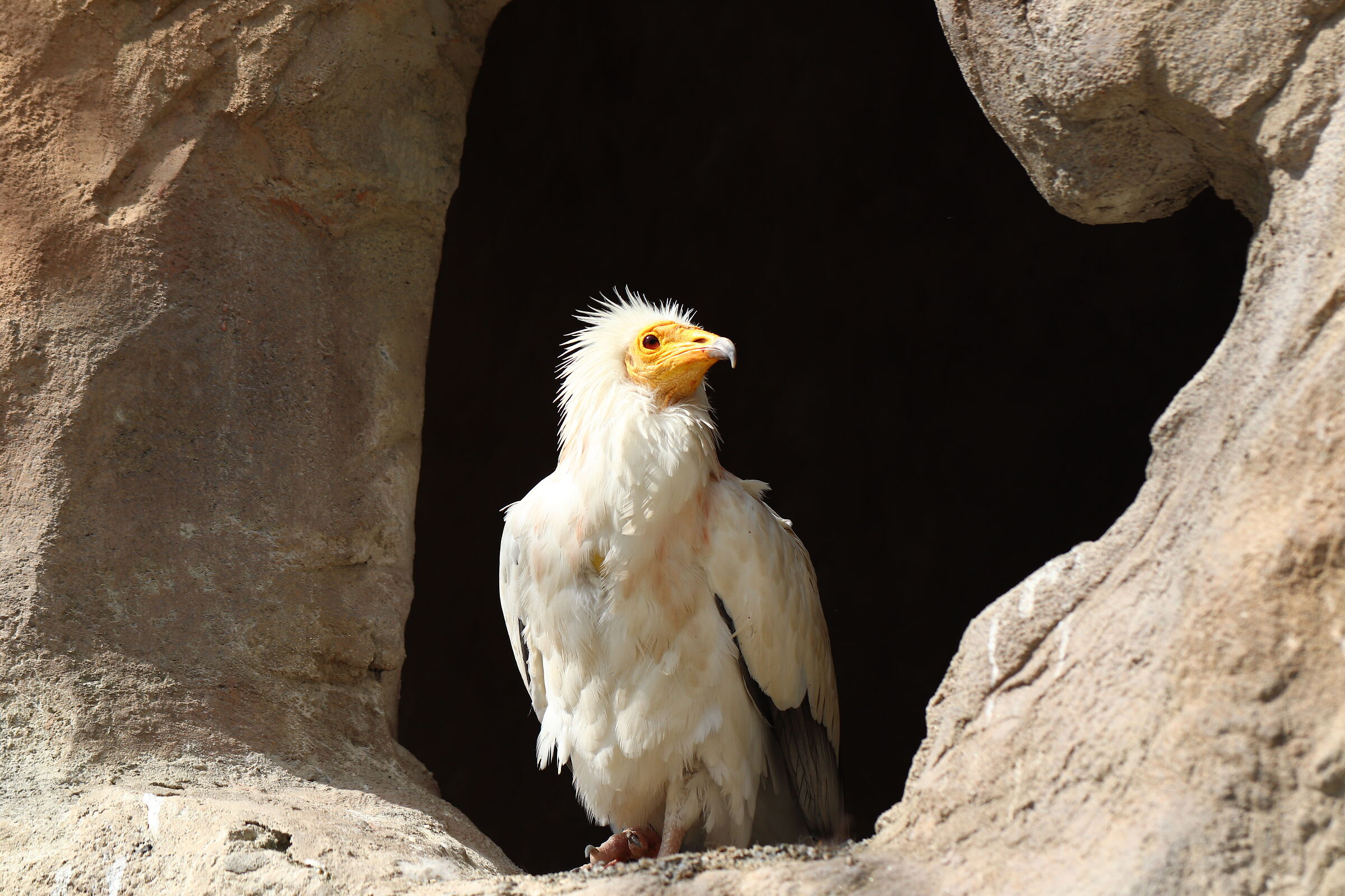 Zoo di Innsbruck - 4