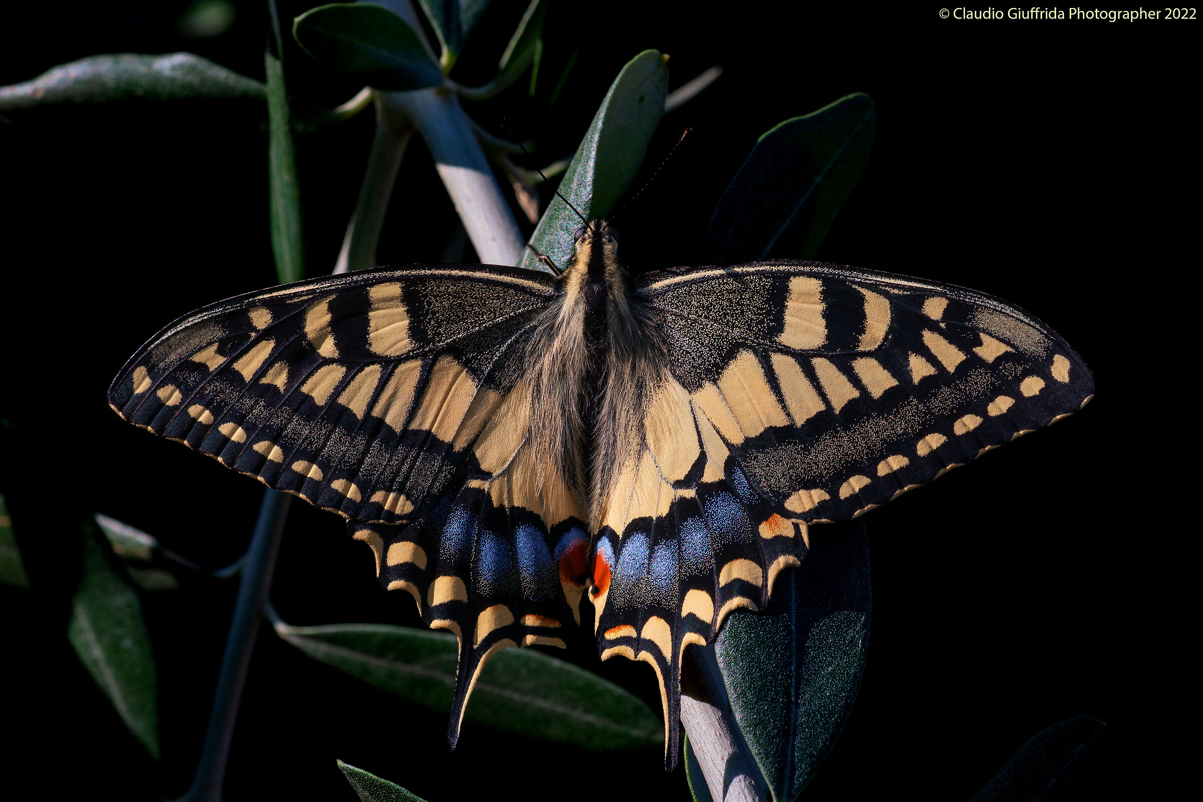 Palio machaon