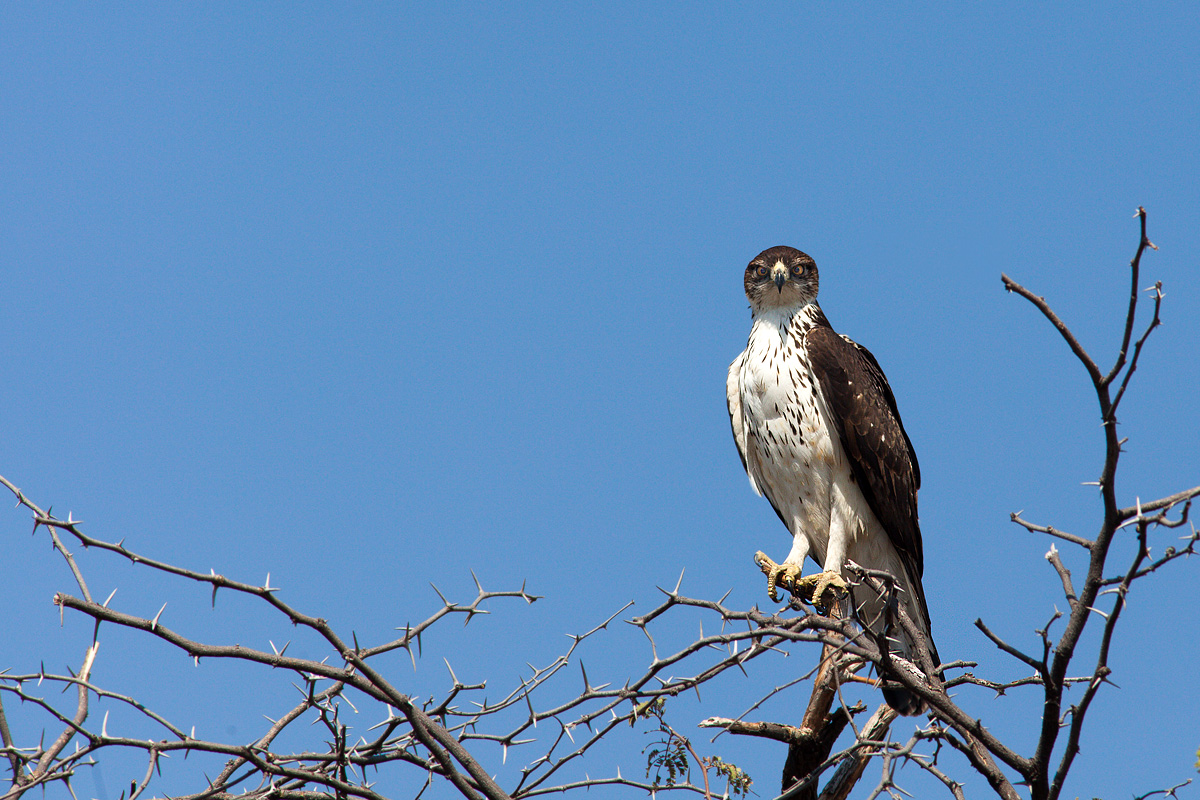 Booted Eagle African