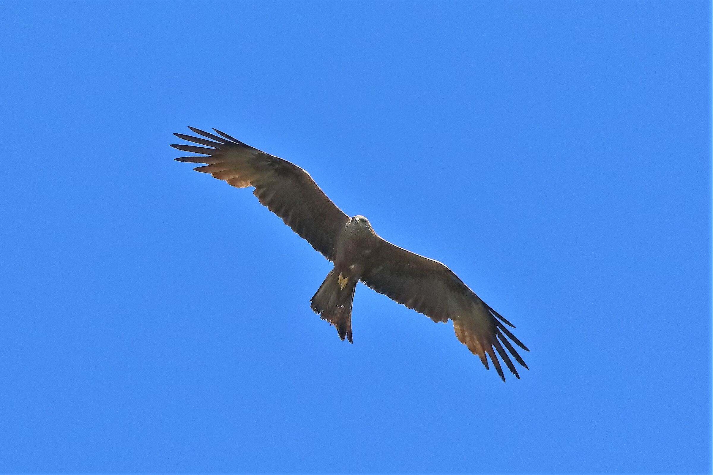 Nibbio bruno 25-06-2022