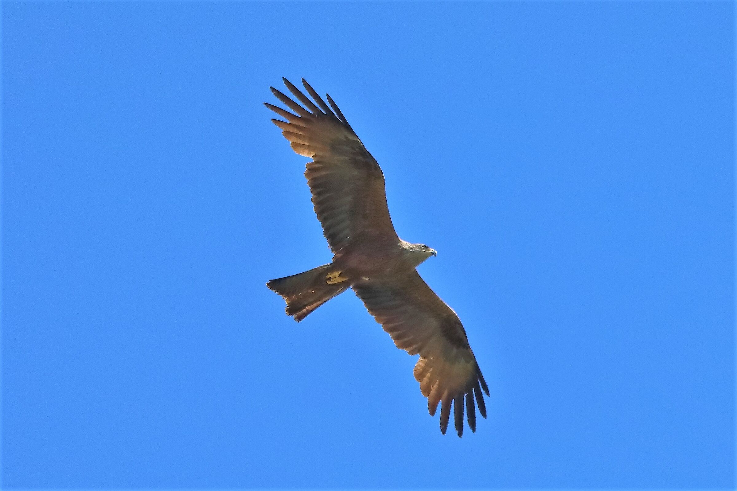 Nibbio bruno 25-06-2022