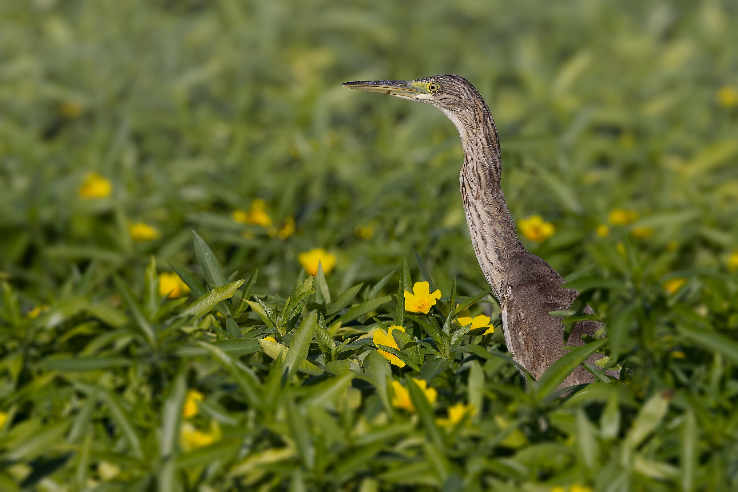 Sgarza ciuffetto immersa nella Ludwigia