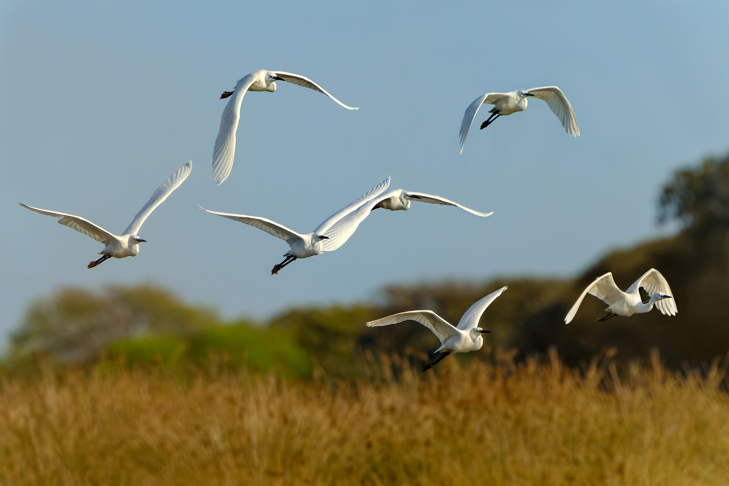 Egrets