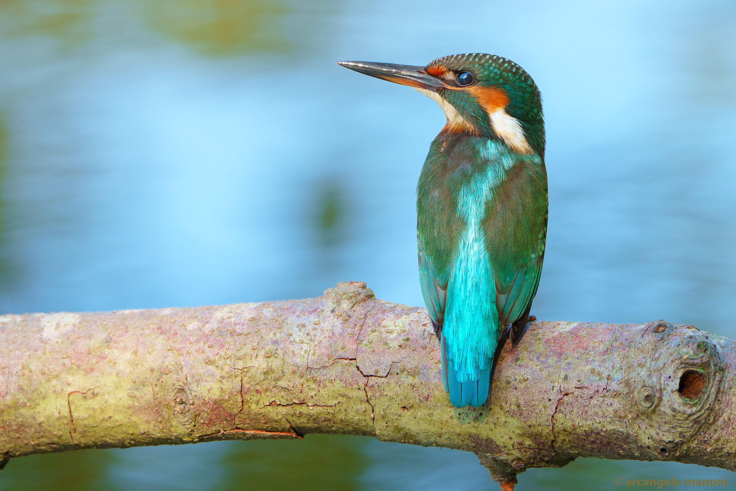 The sparkling beak of the martina