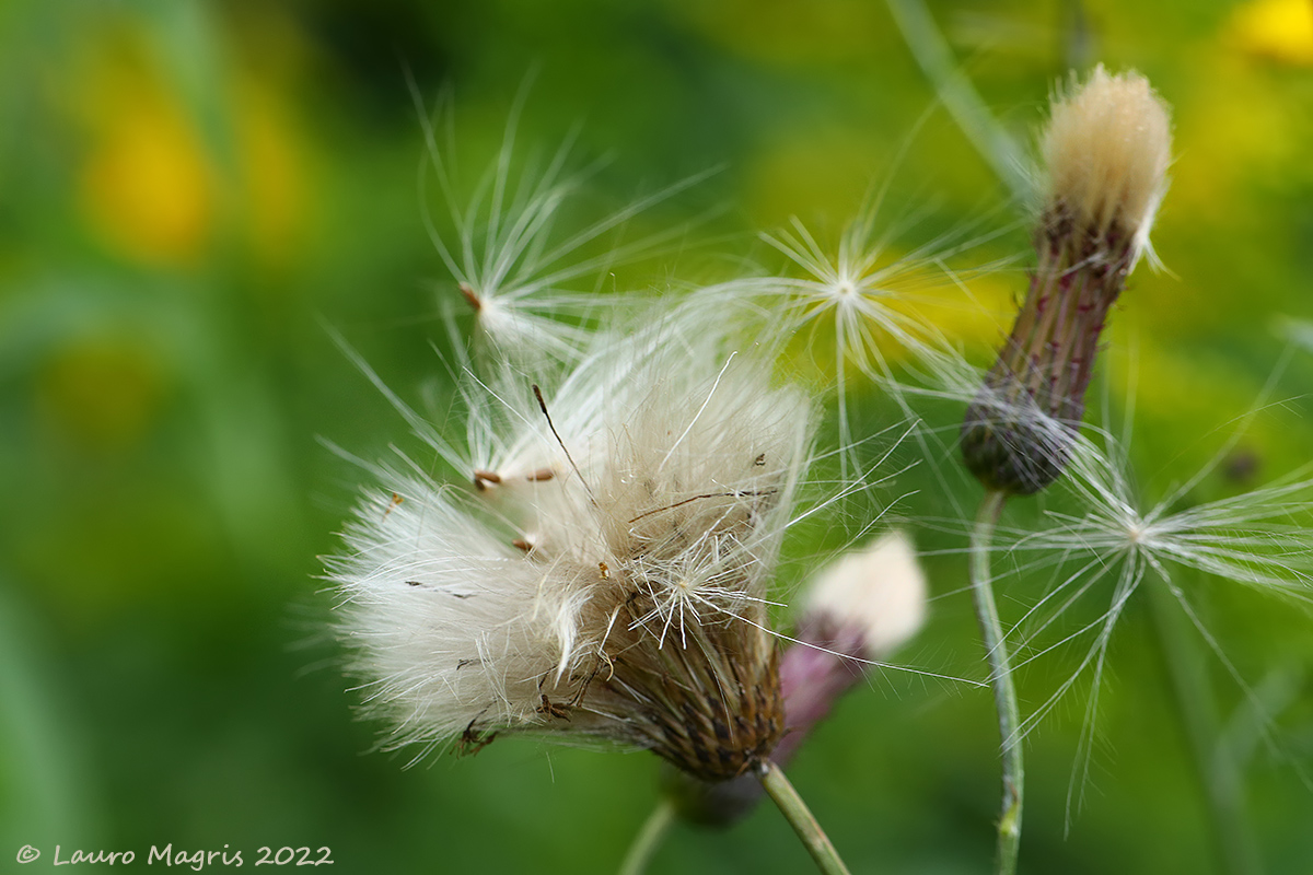 Cardo deflorato - dentellato