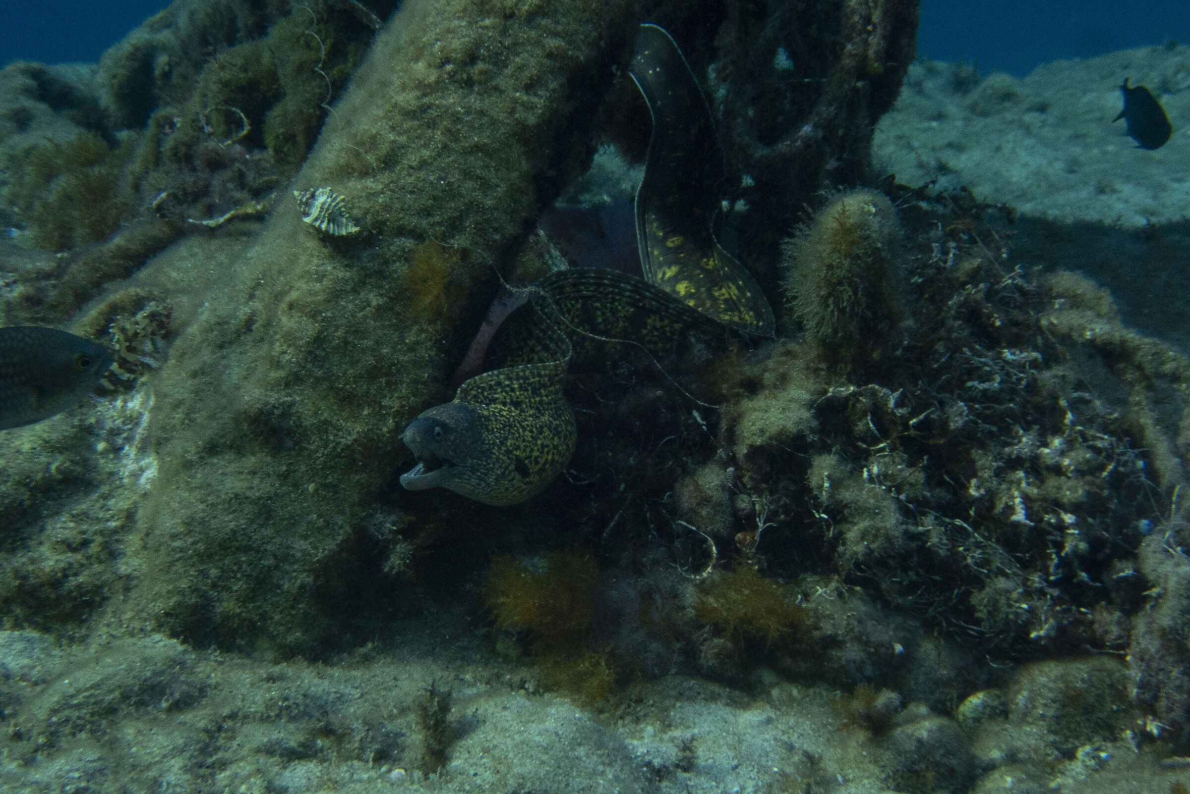 The big moray eel and the old anchor