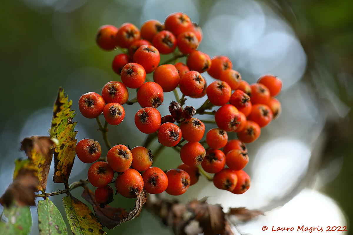 Sorbo degli uccellatori