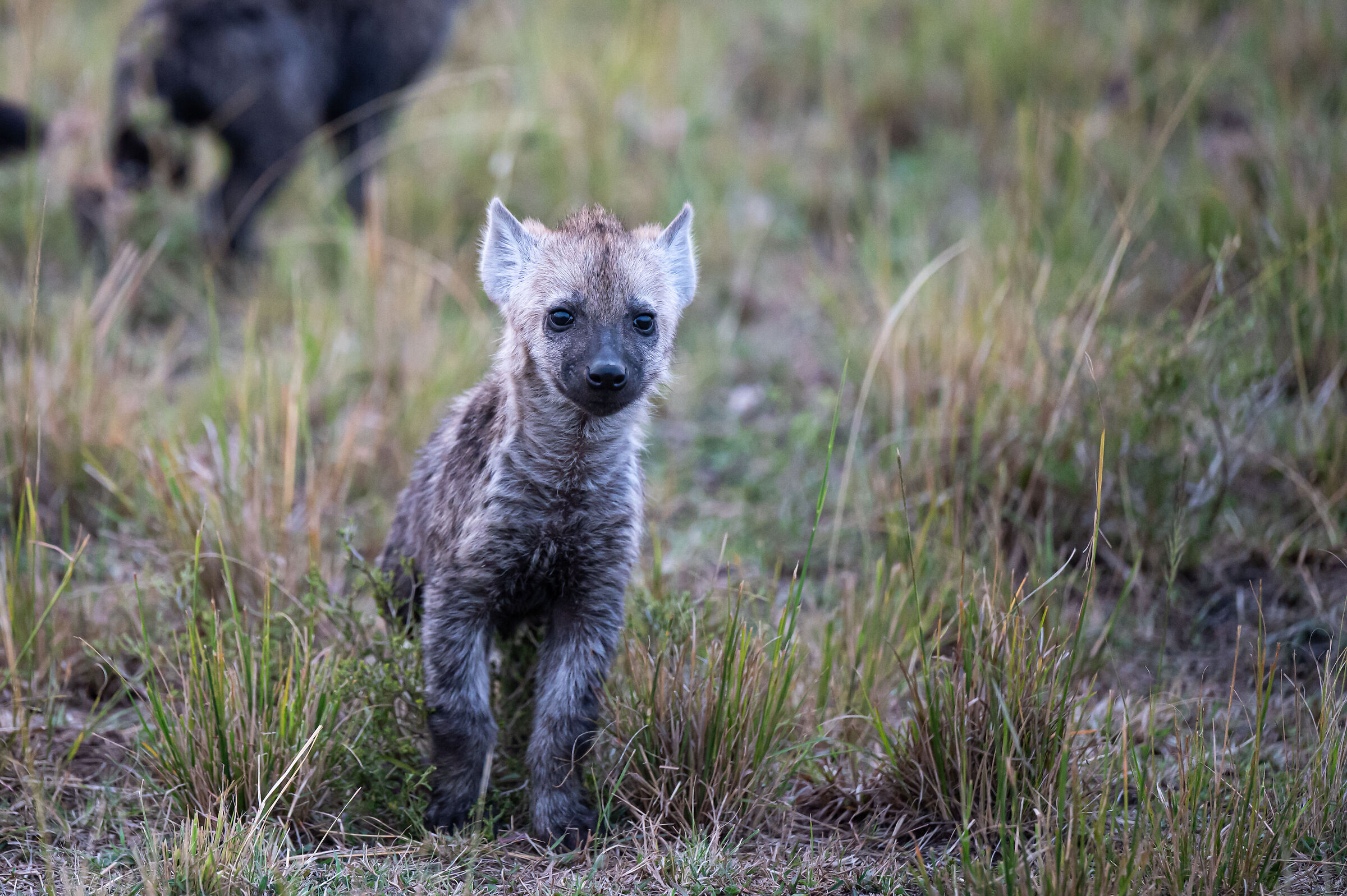 beautiful also the hyena ...
