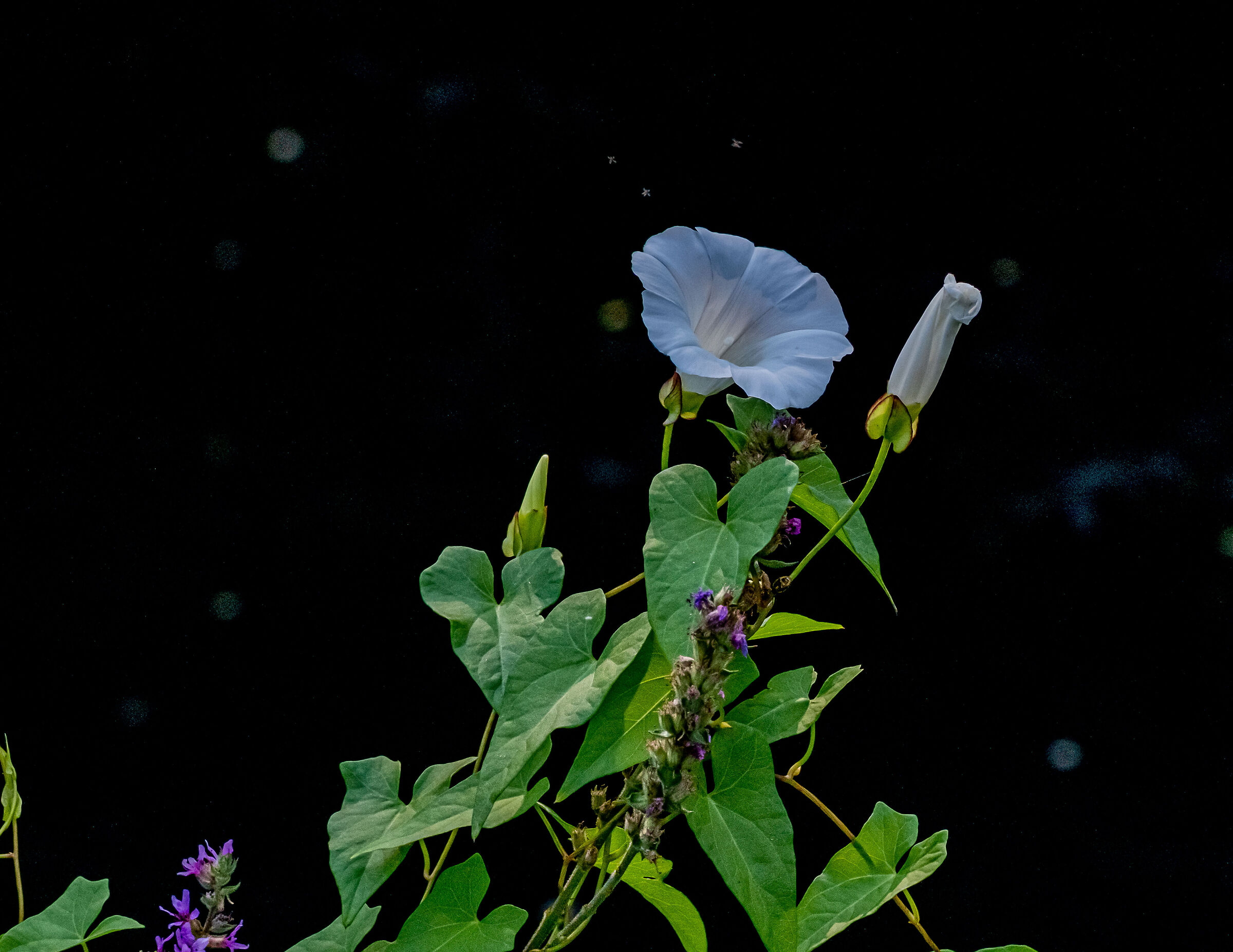 spontaneous climbing plant