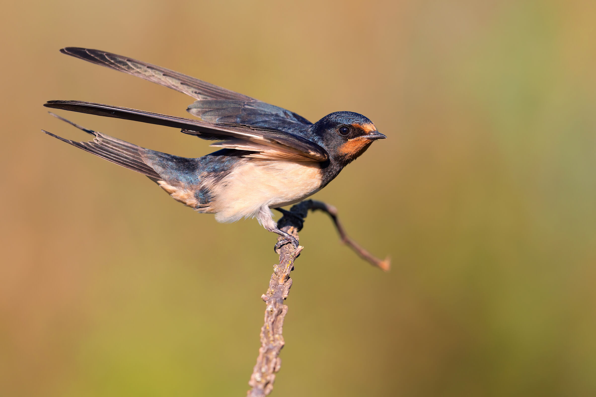 Swallow