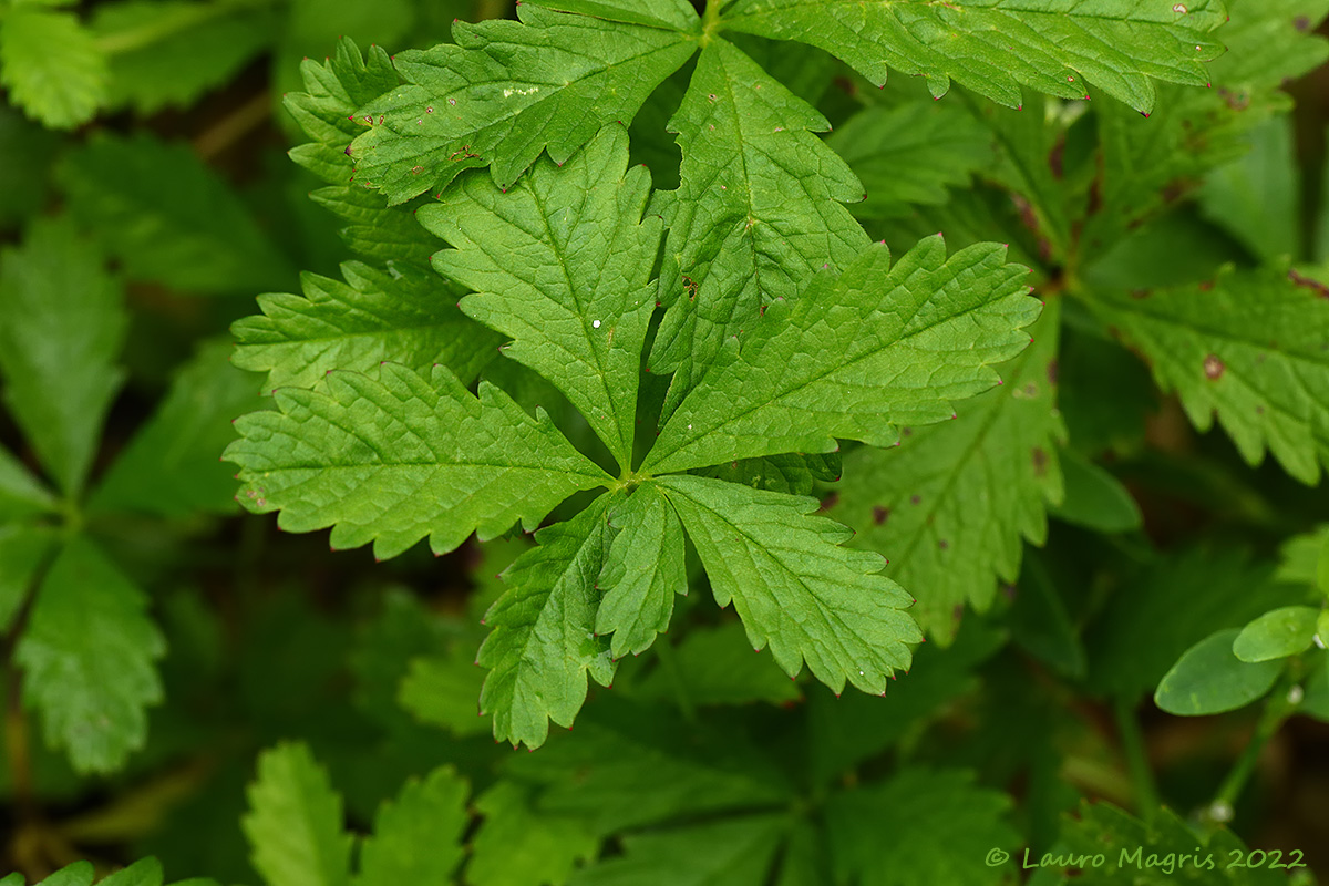 Cinquefoglia comune (Potentilla reptans)