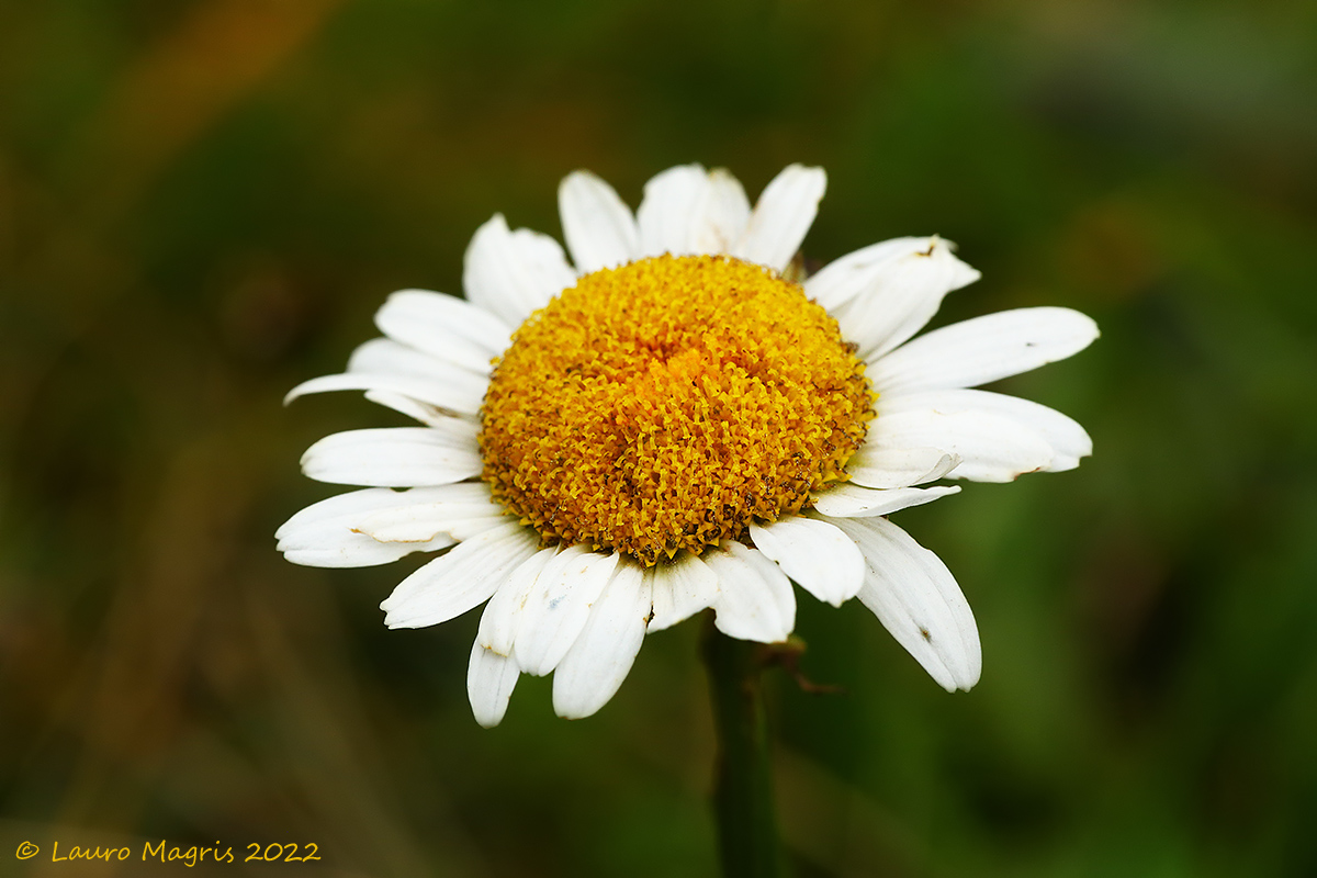 Margherita subalpina (Leucanthemum eterophyllum)