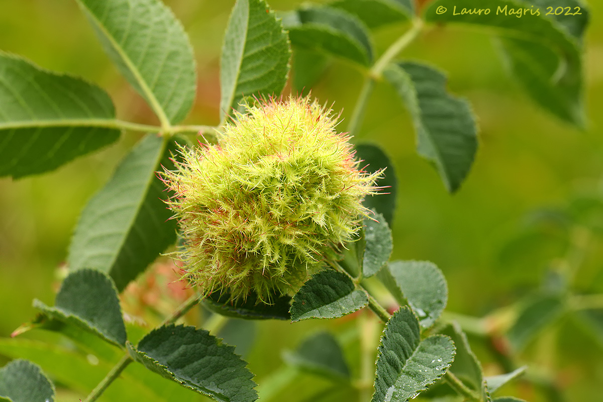 Rosa villosa (Ròsa villòsa)