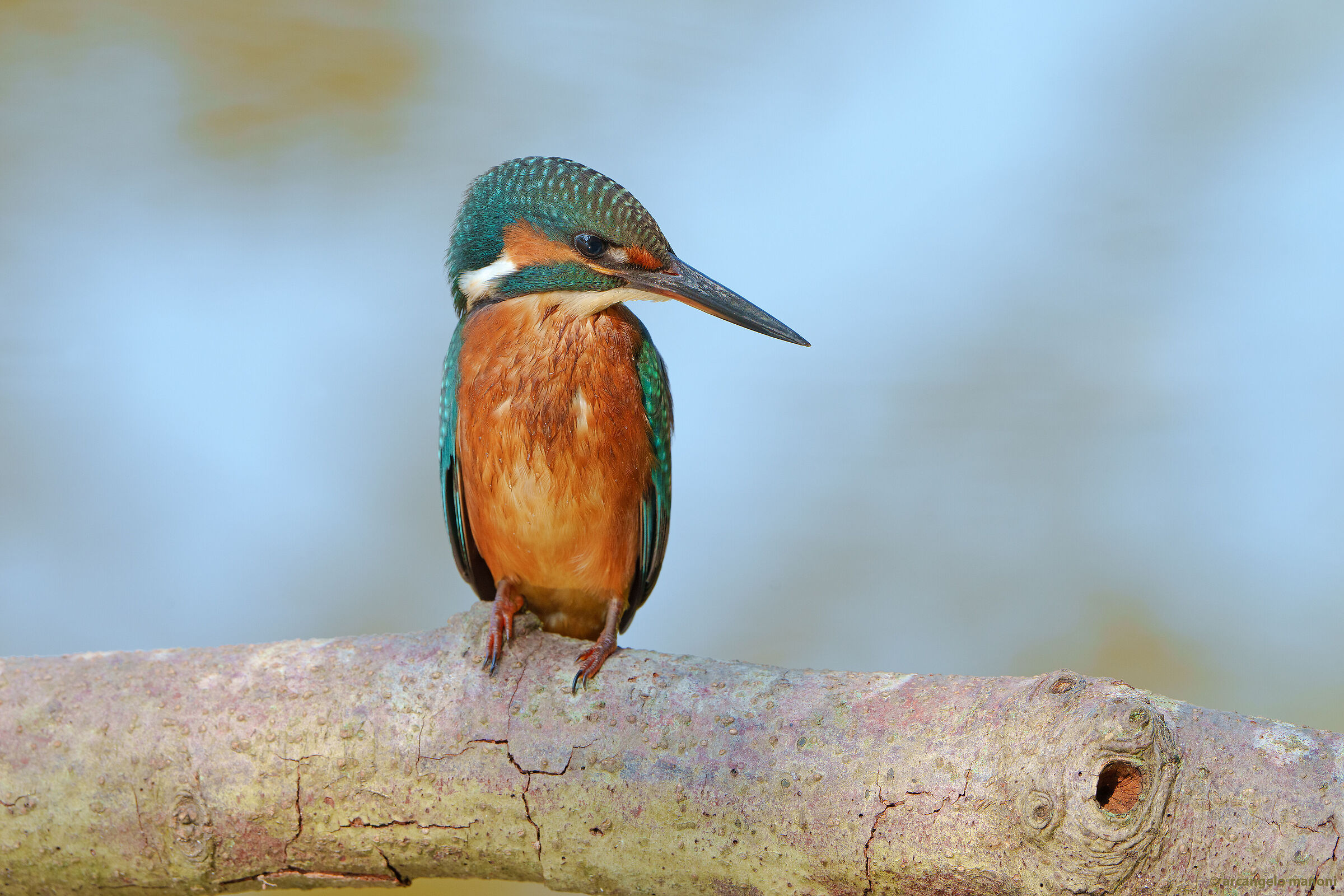 The queen of the river