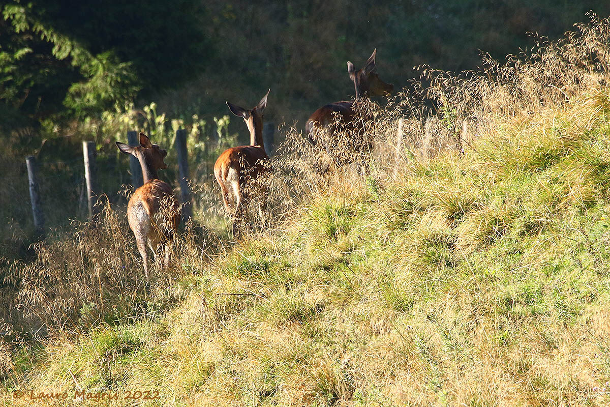 In cerca del sentiero