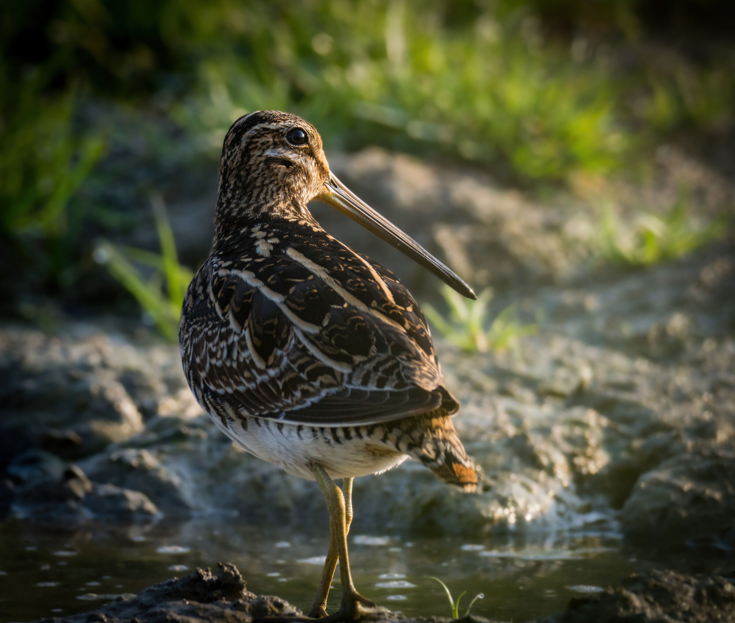 Snipe