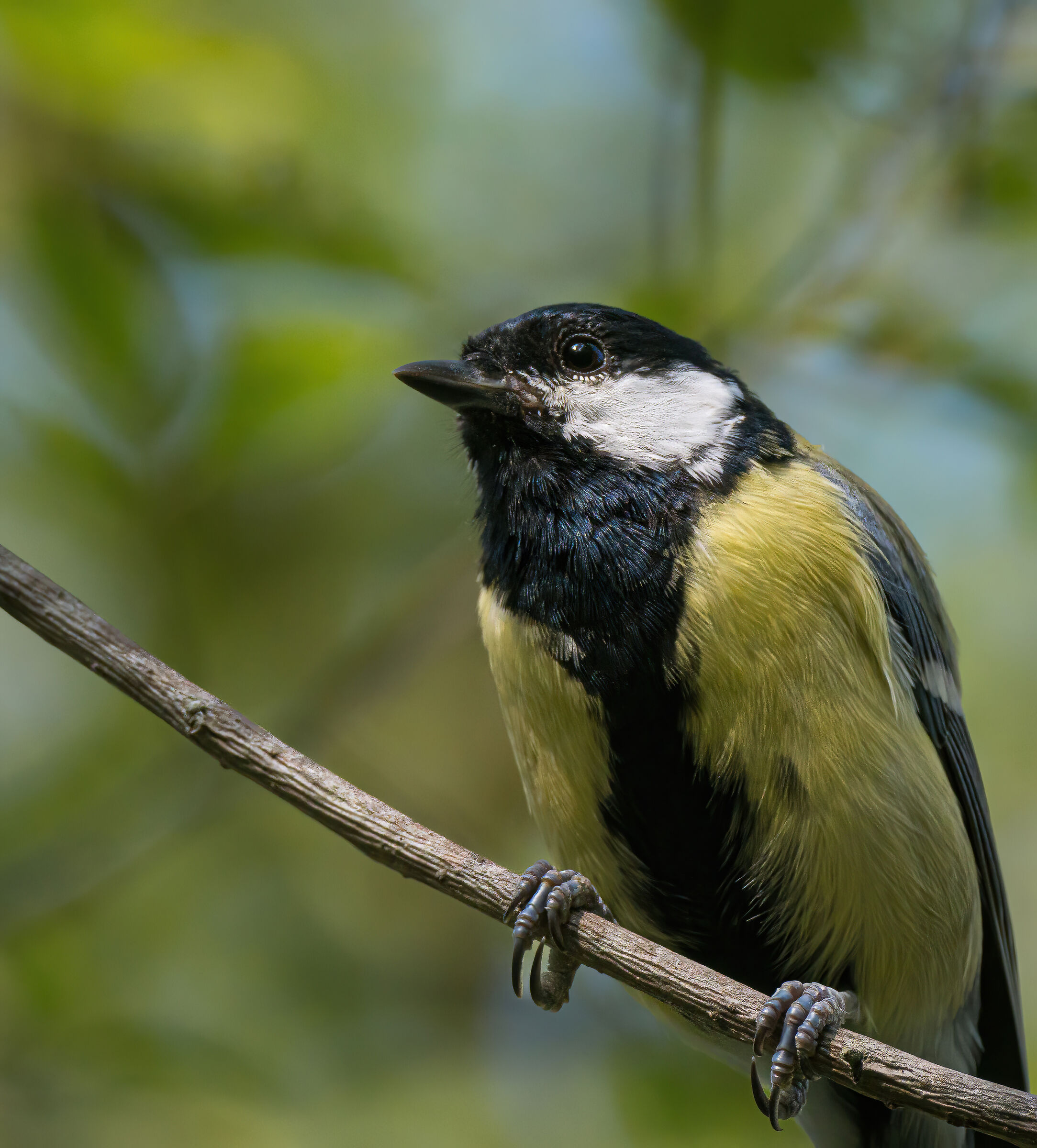 Great (male)