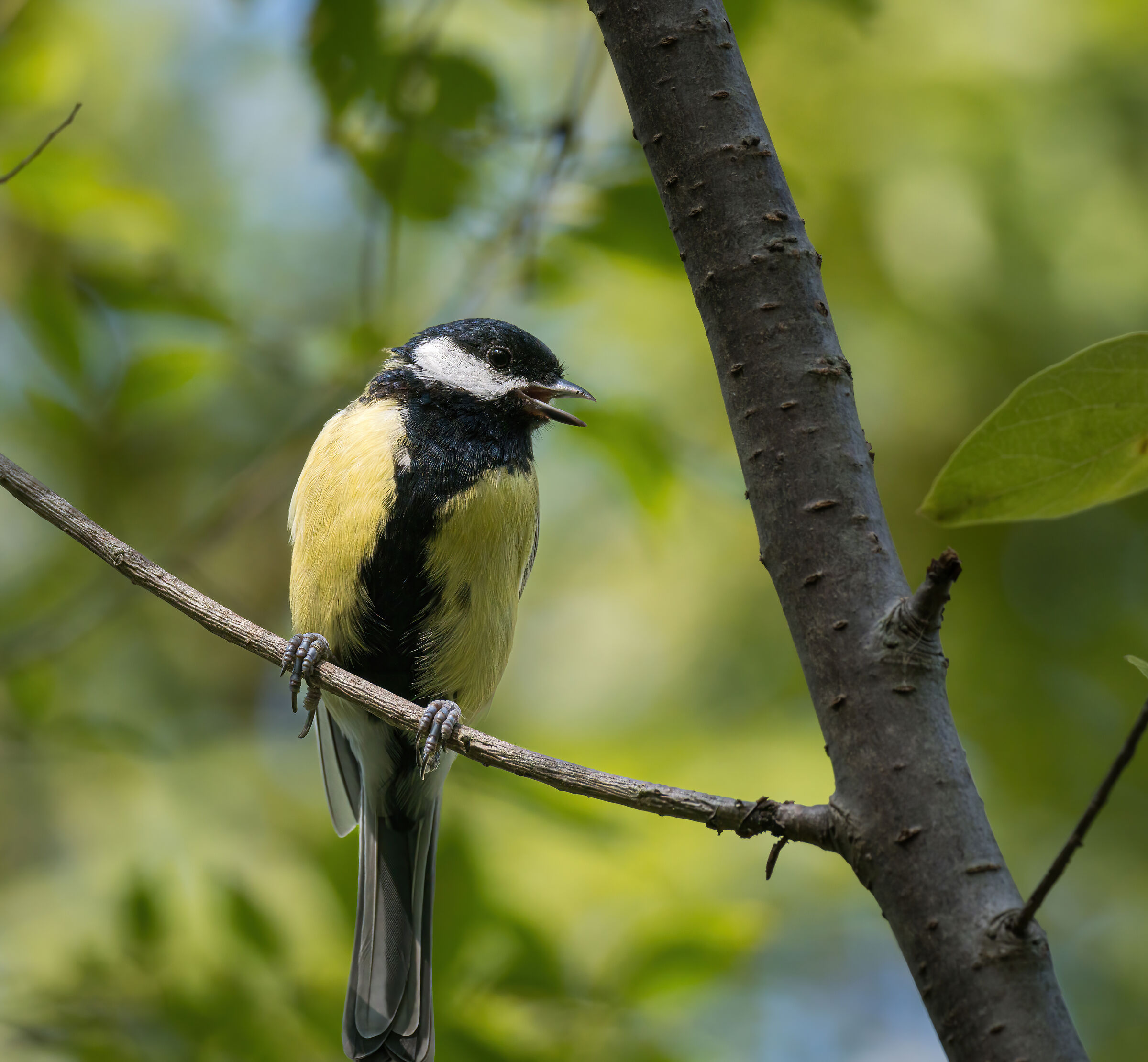 Great (male)