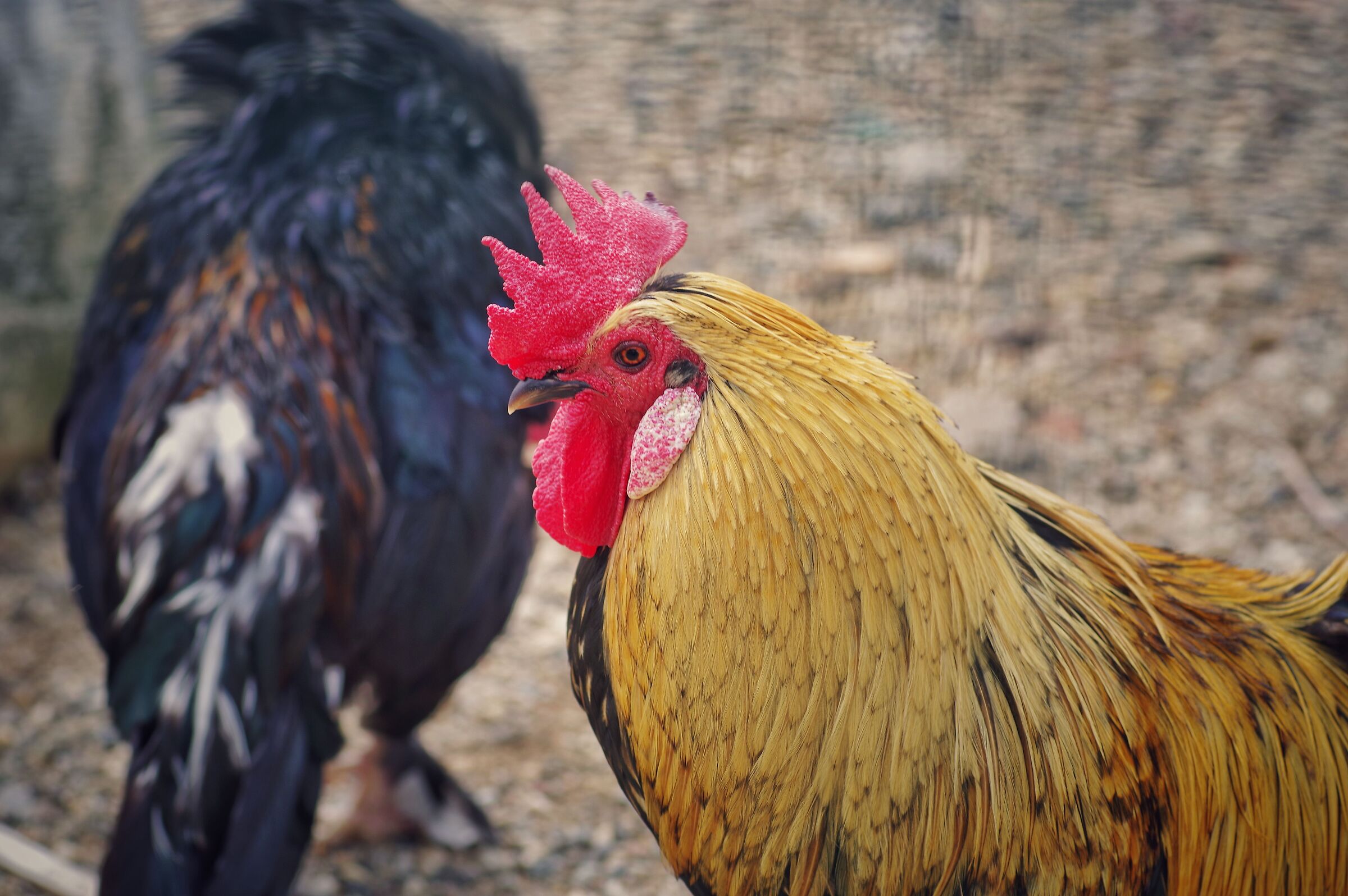 The rooster who wanted to be king