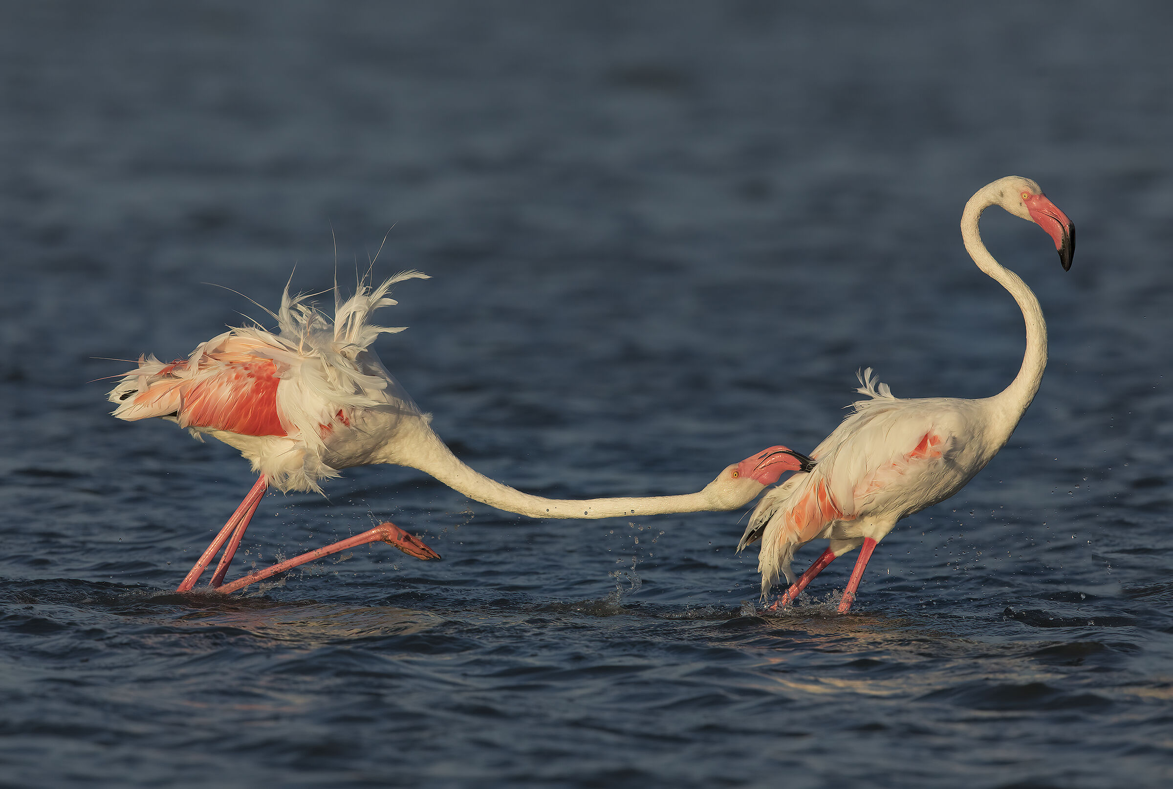 sempre a discutere...........