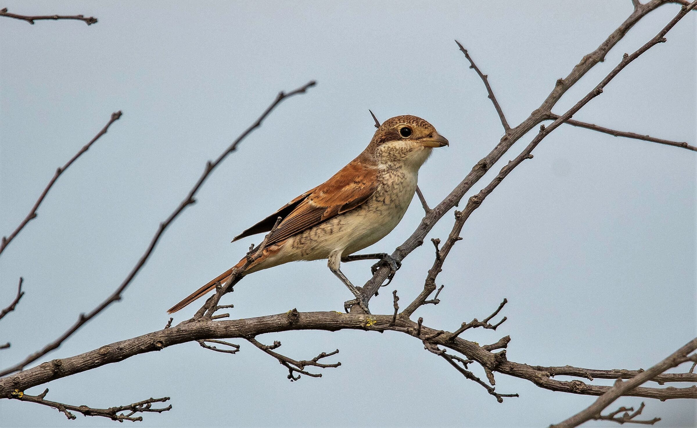 Shrike