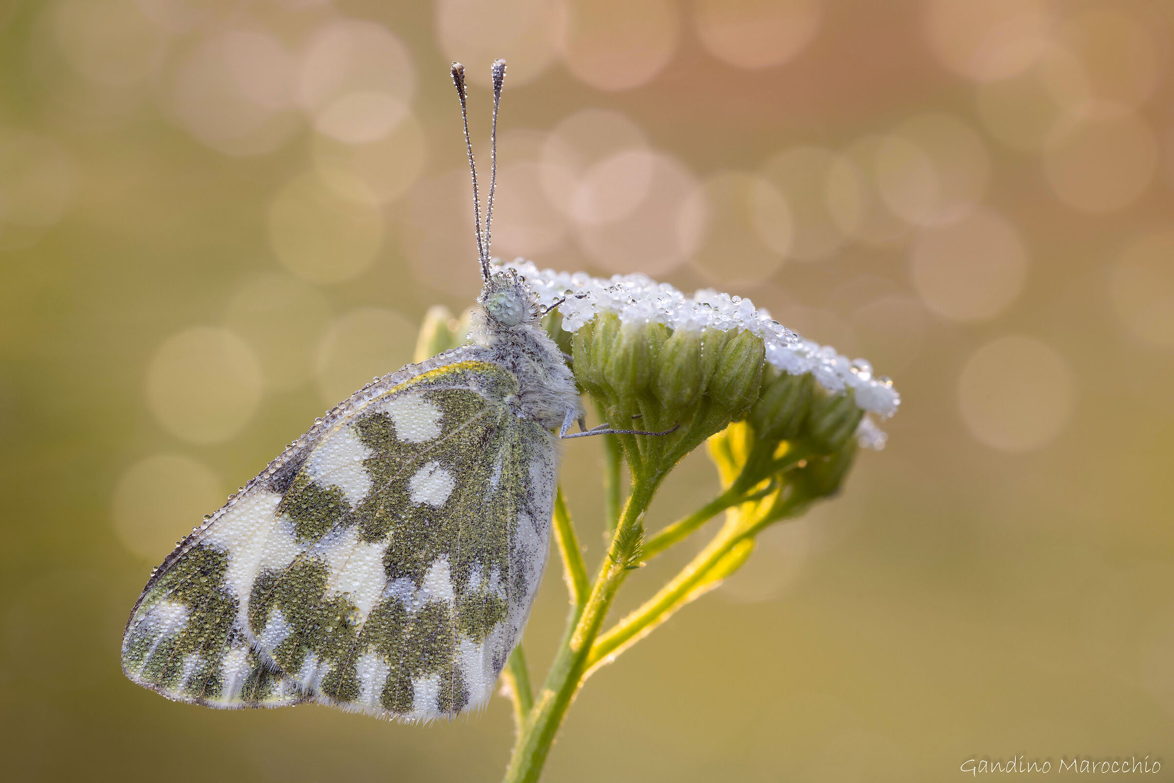 Pontia Edusa