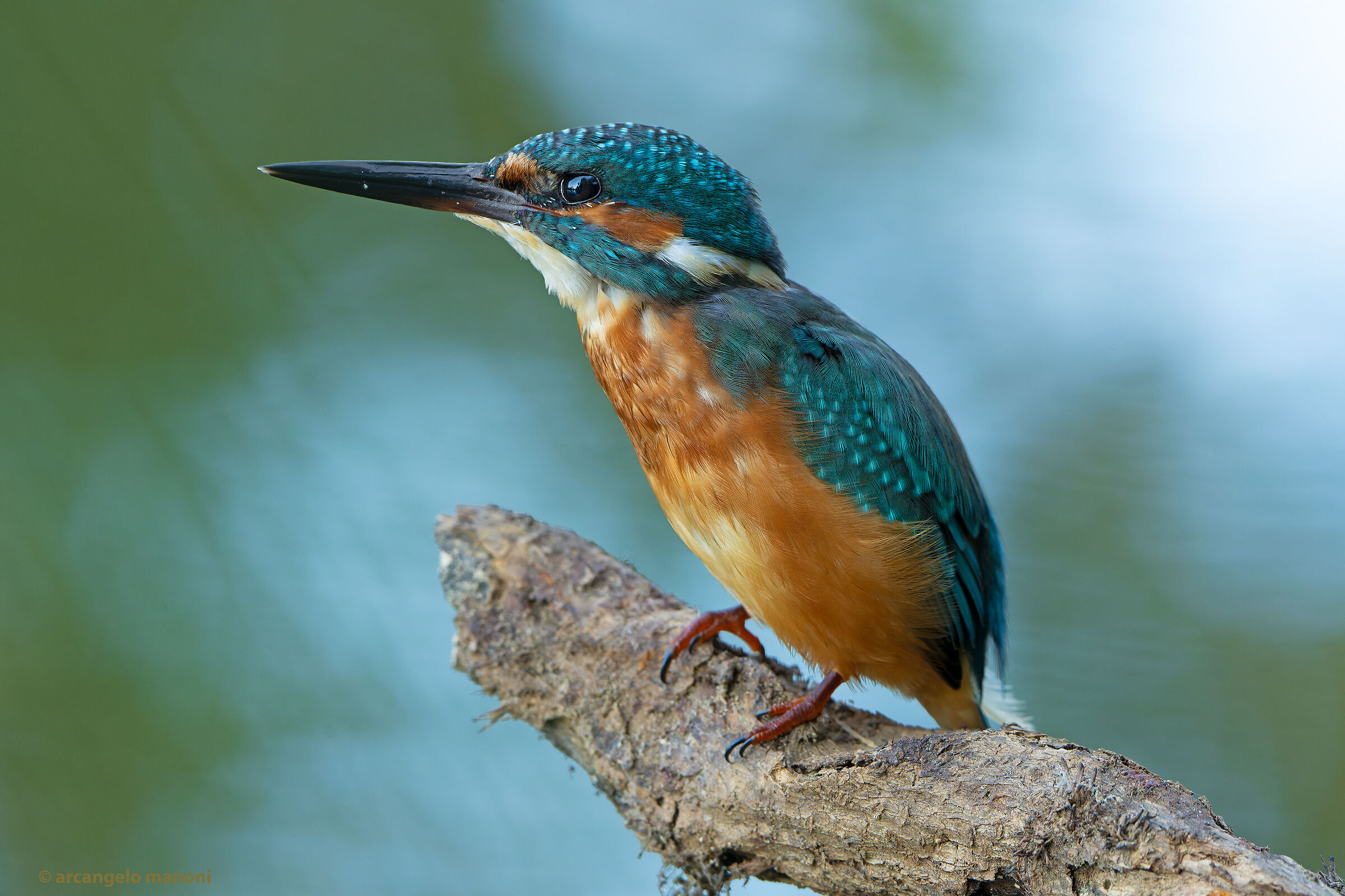 My shed in your eyes