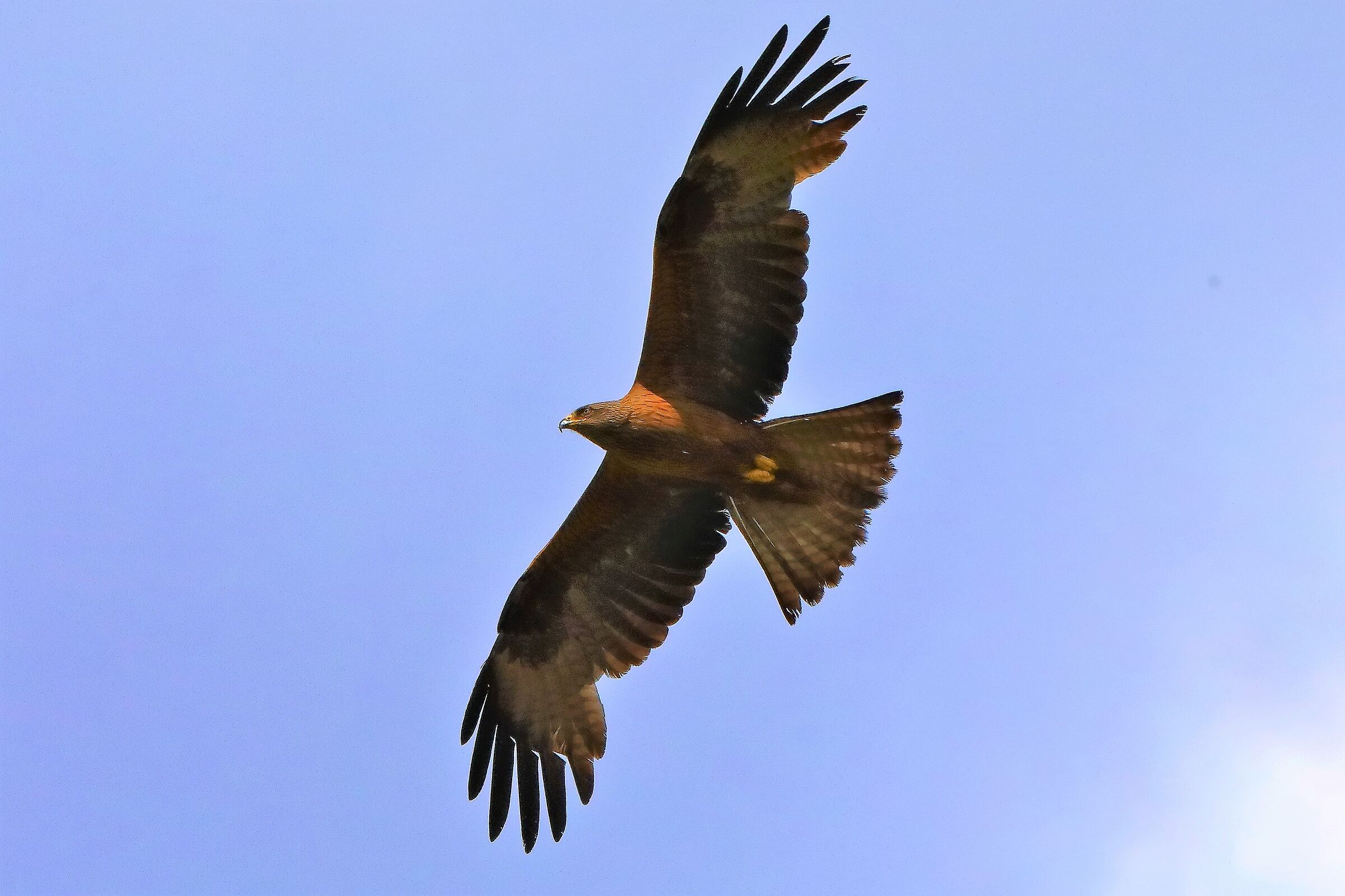 Nibbio bruno 29-06-2022