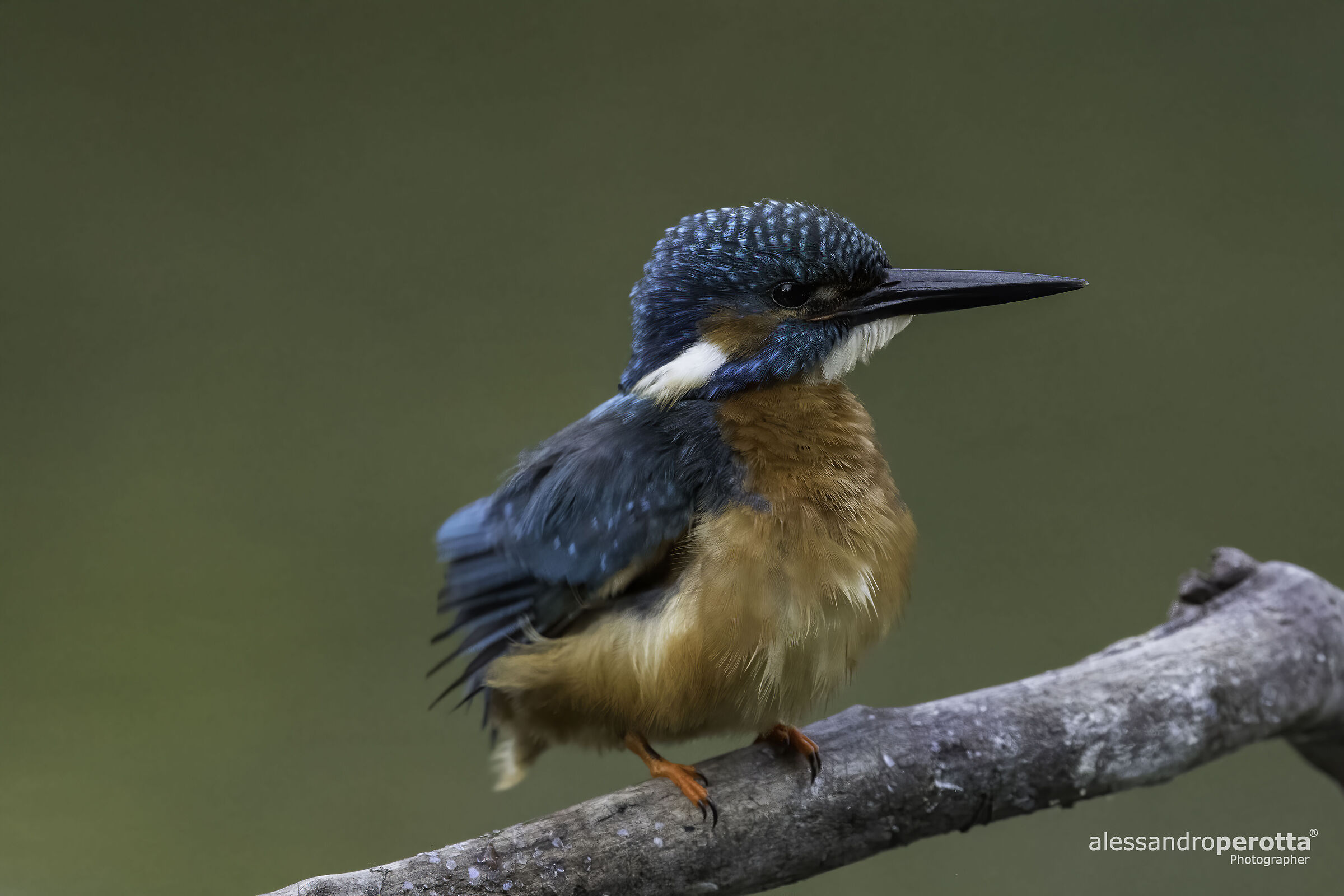 Alcedo atthis M (Kingfisher M)