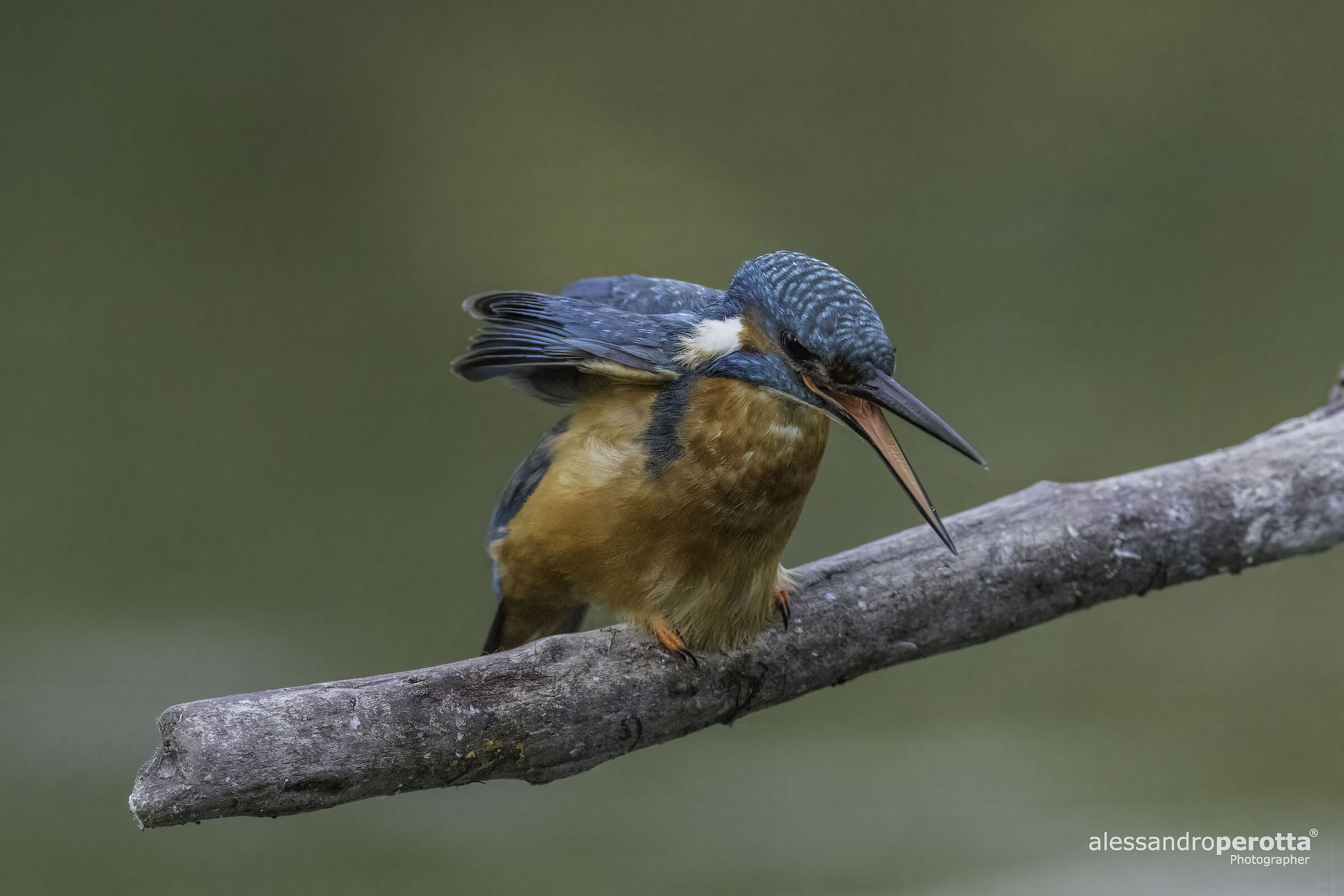 Alcedo atthis M (Kingfisher M)