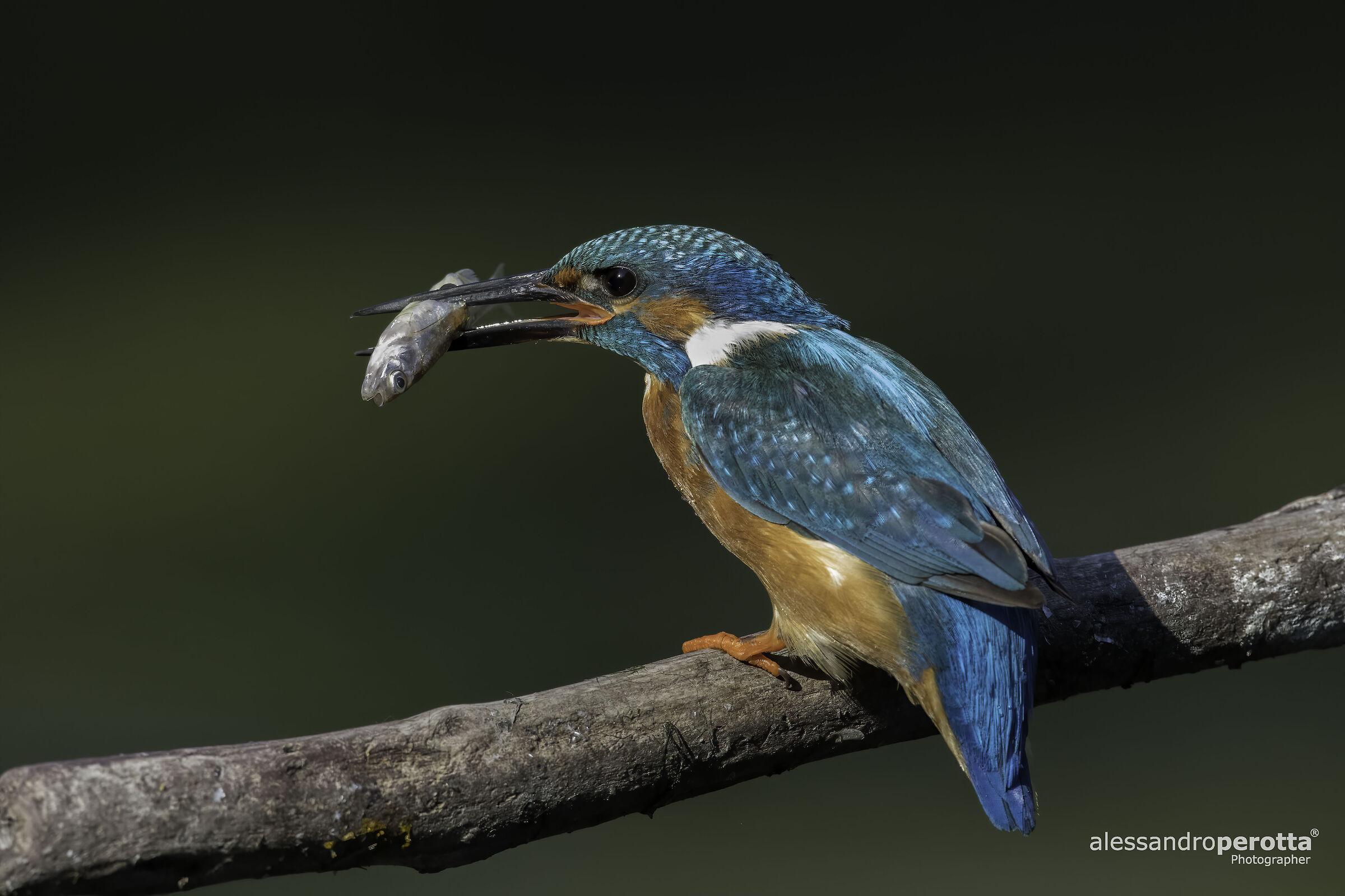 Alcedo atthis M (Kingfisher M)