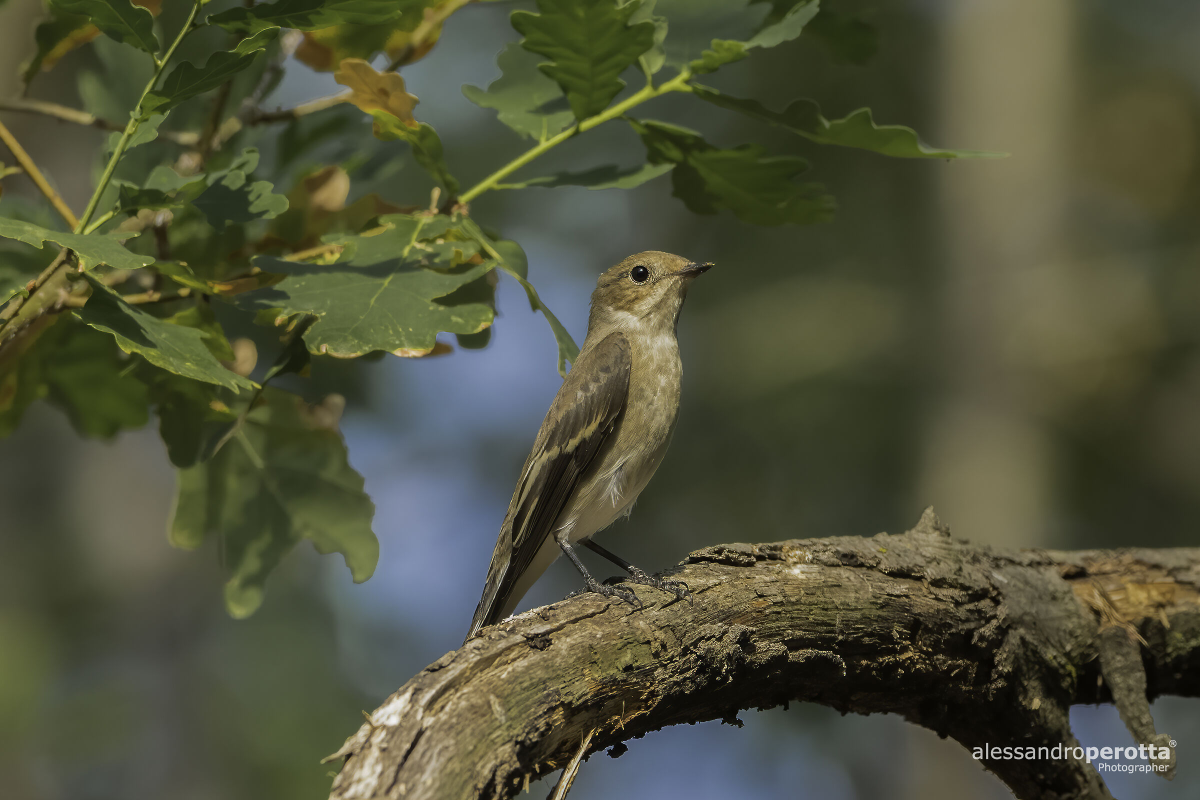 Ficedula hypoleuca F