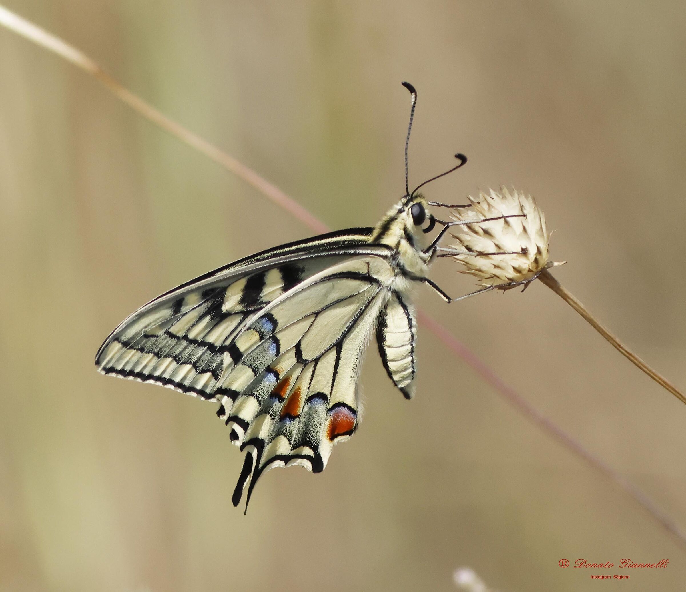 Swallowtail