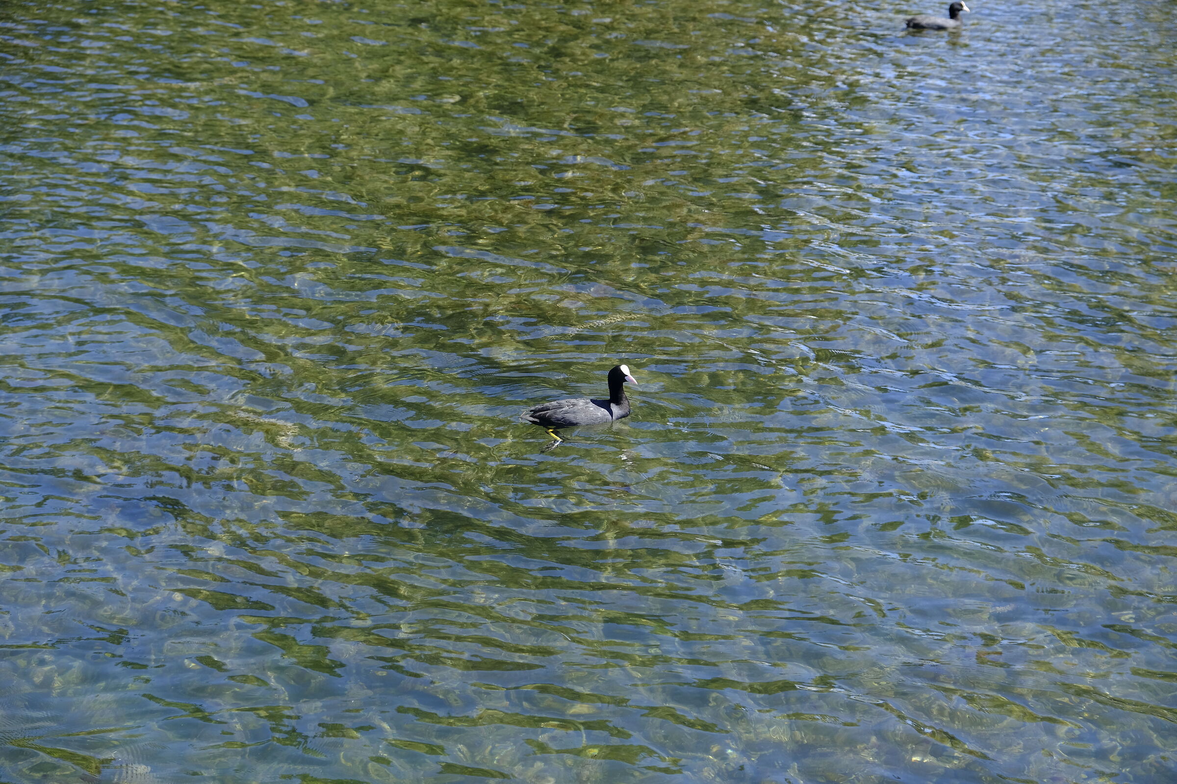 A walk to the lake (2)