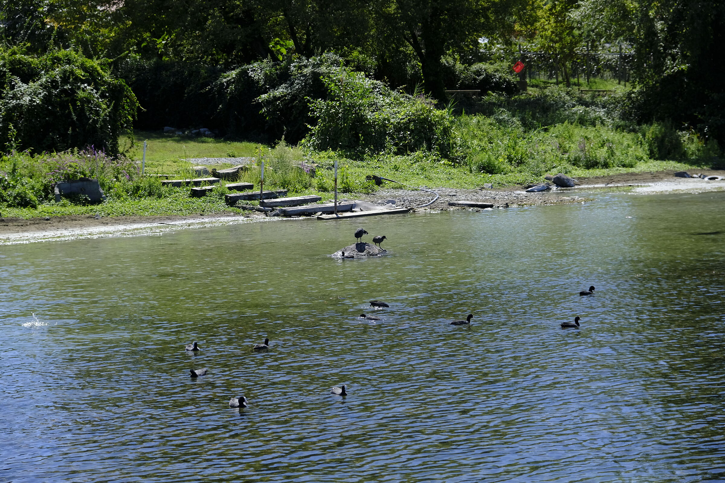 A walk to the lake (4)