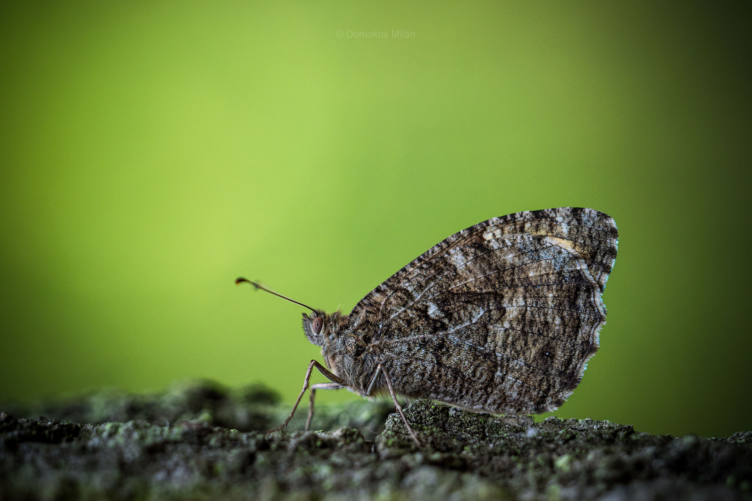 Butterfly_1