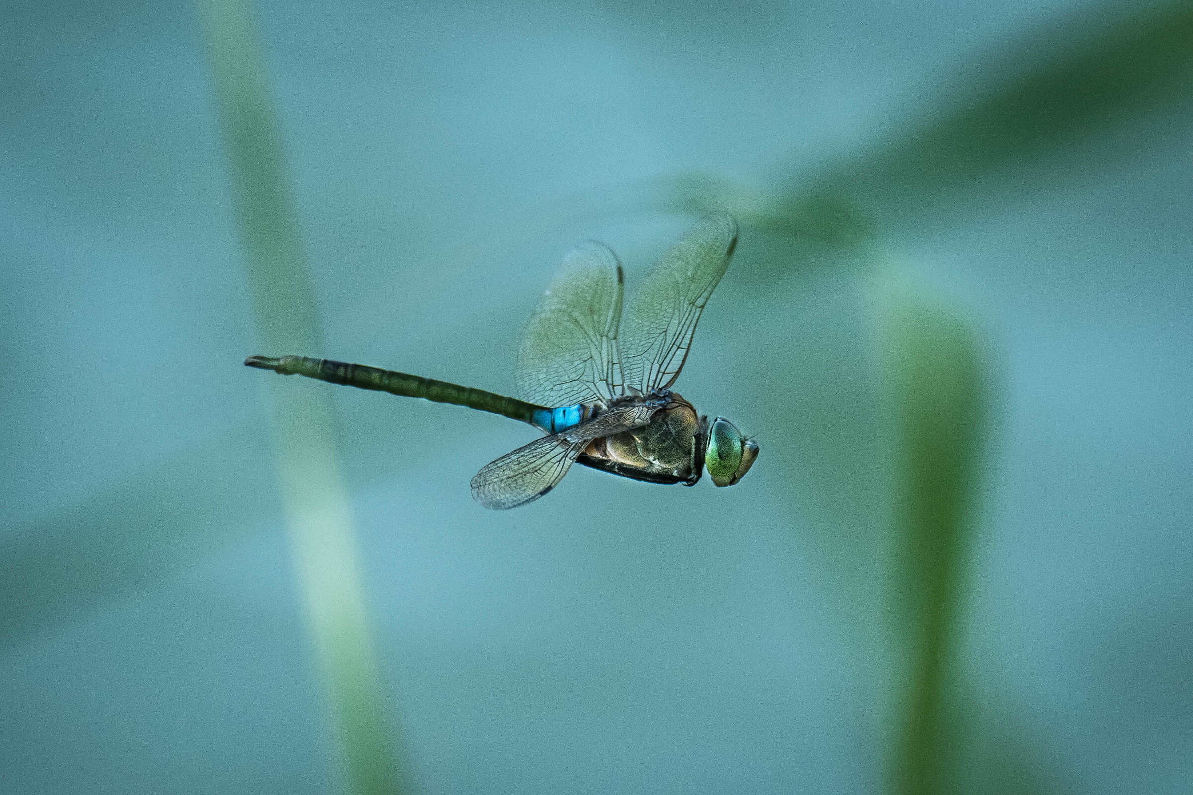 In volo tra le felci