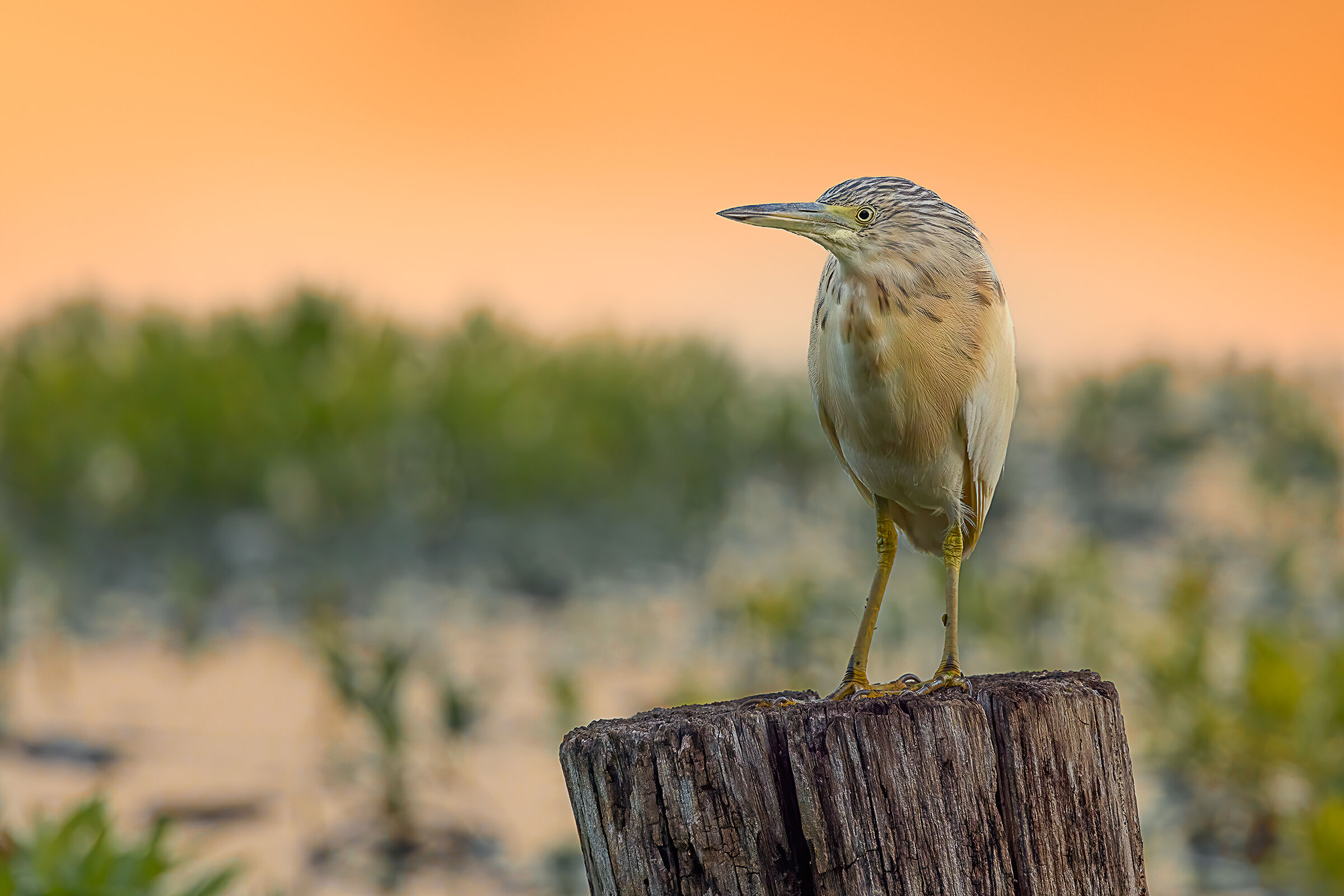 Sgarza ciuffetto (Ardeola ralloides) - Agosto 2022