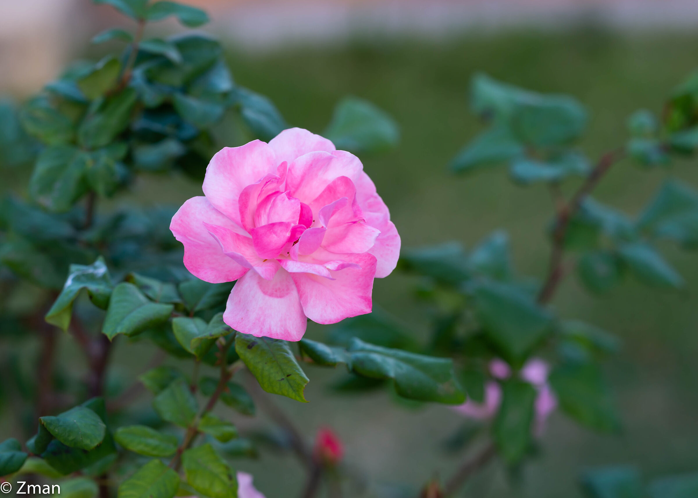 Rosa Delicata