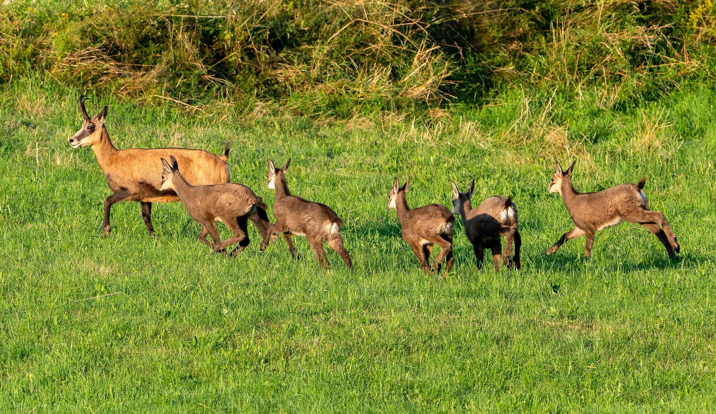 Camoscio con cuccioli "a scuola"
